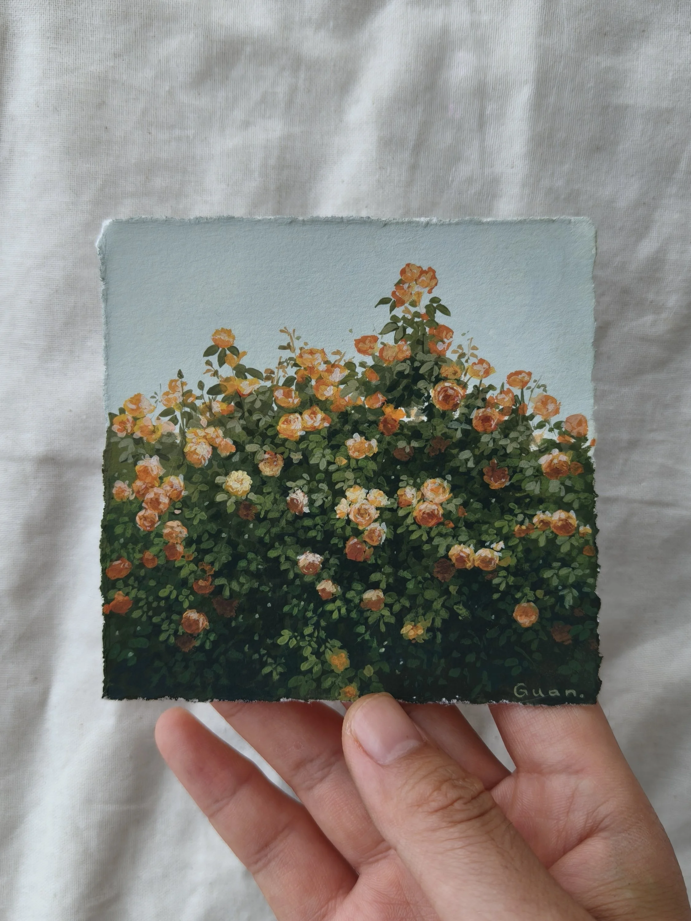 Rose 08