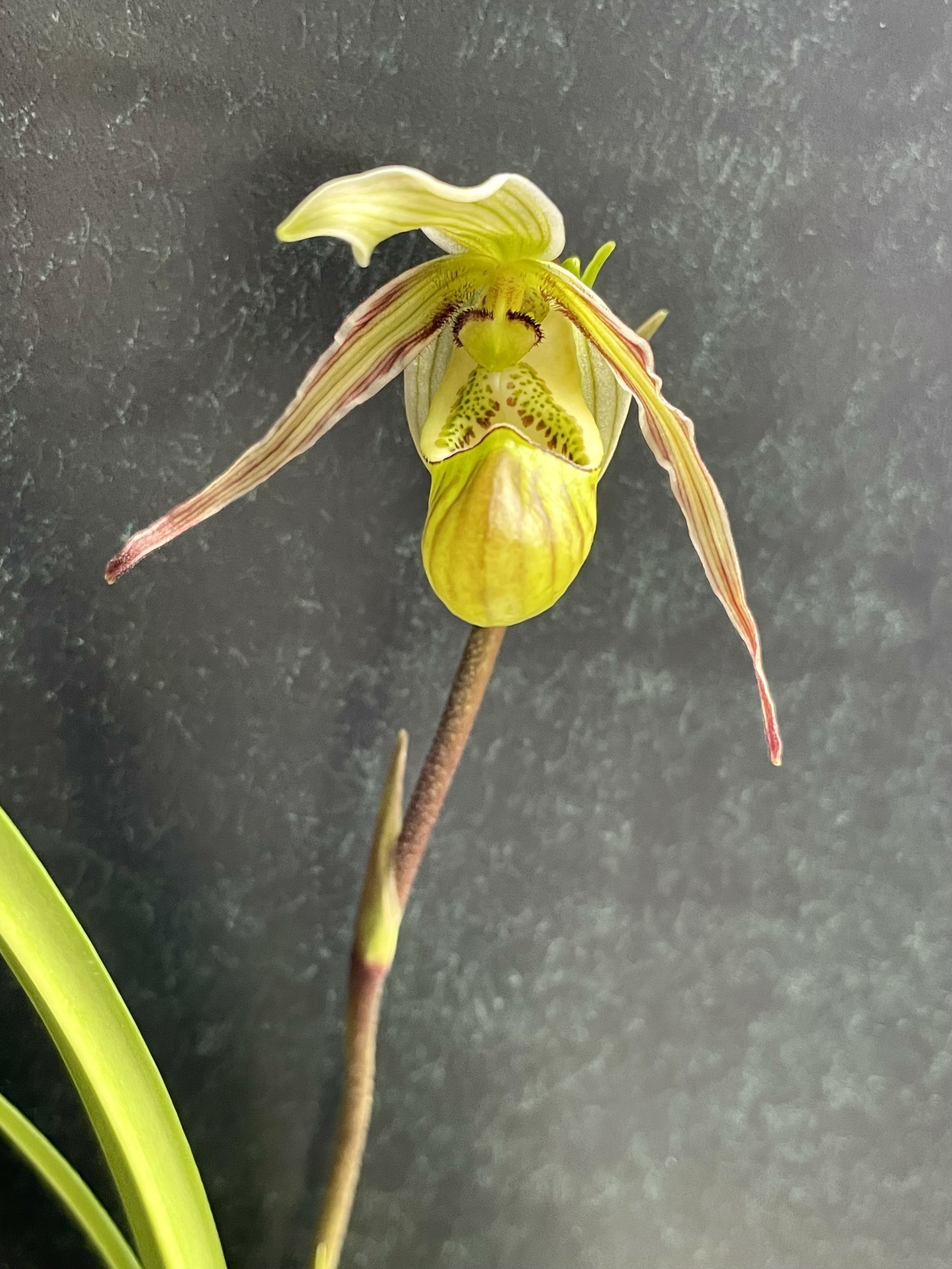 Phragmipedium ecuadorense.