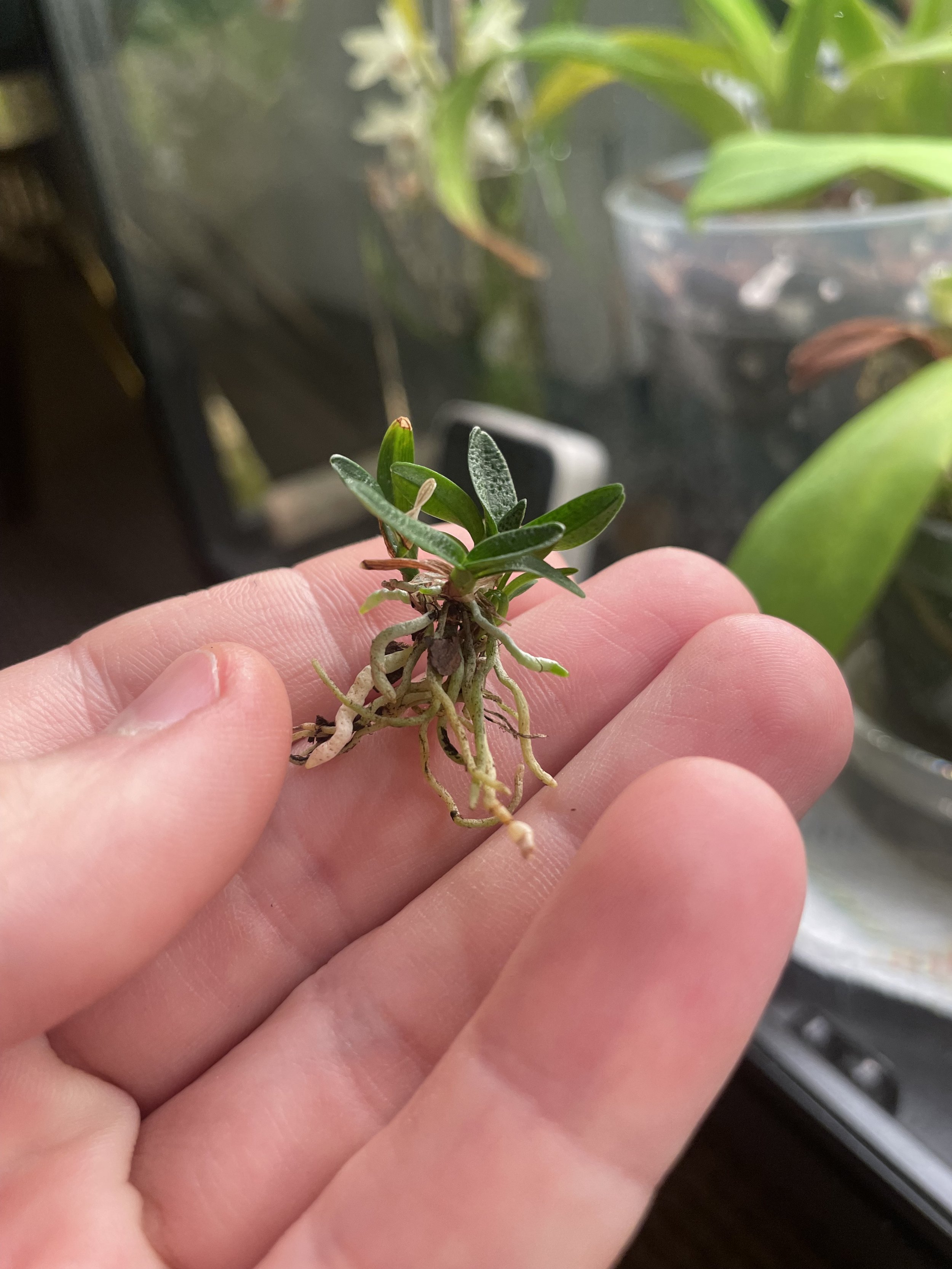 Angraecum urschianum.