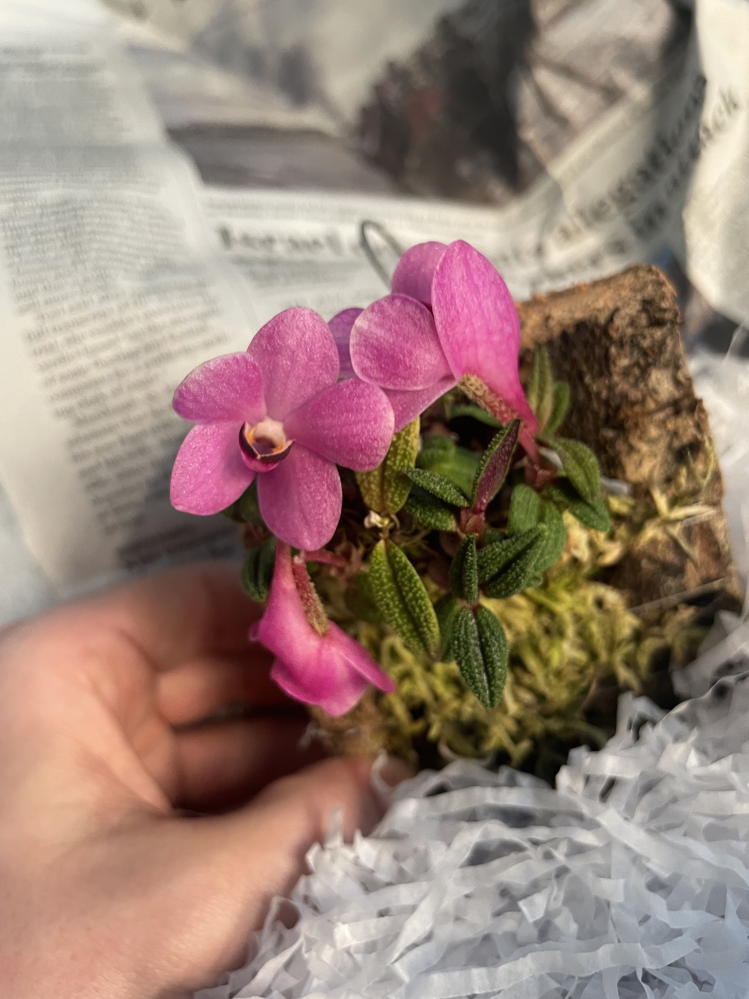 Dendrobium cuthbertsonii.