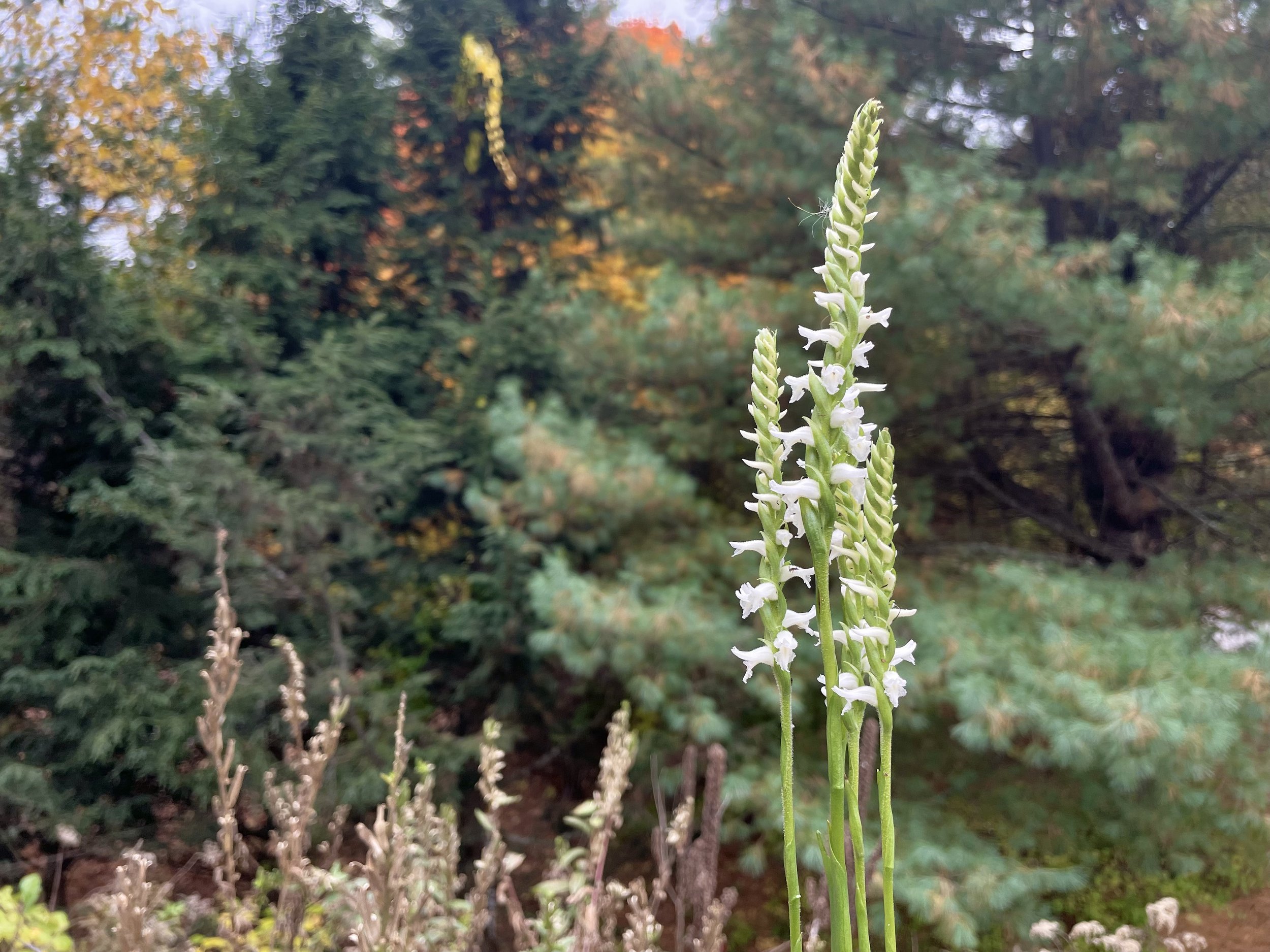 Spiranthes cernua.