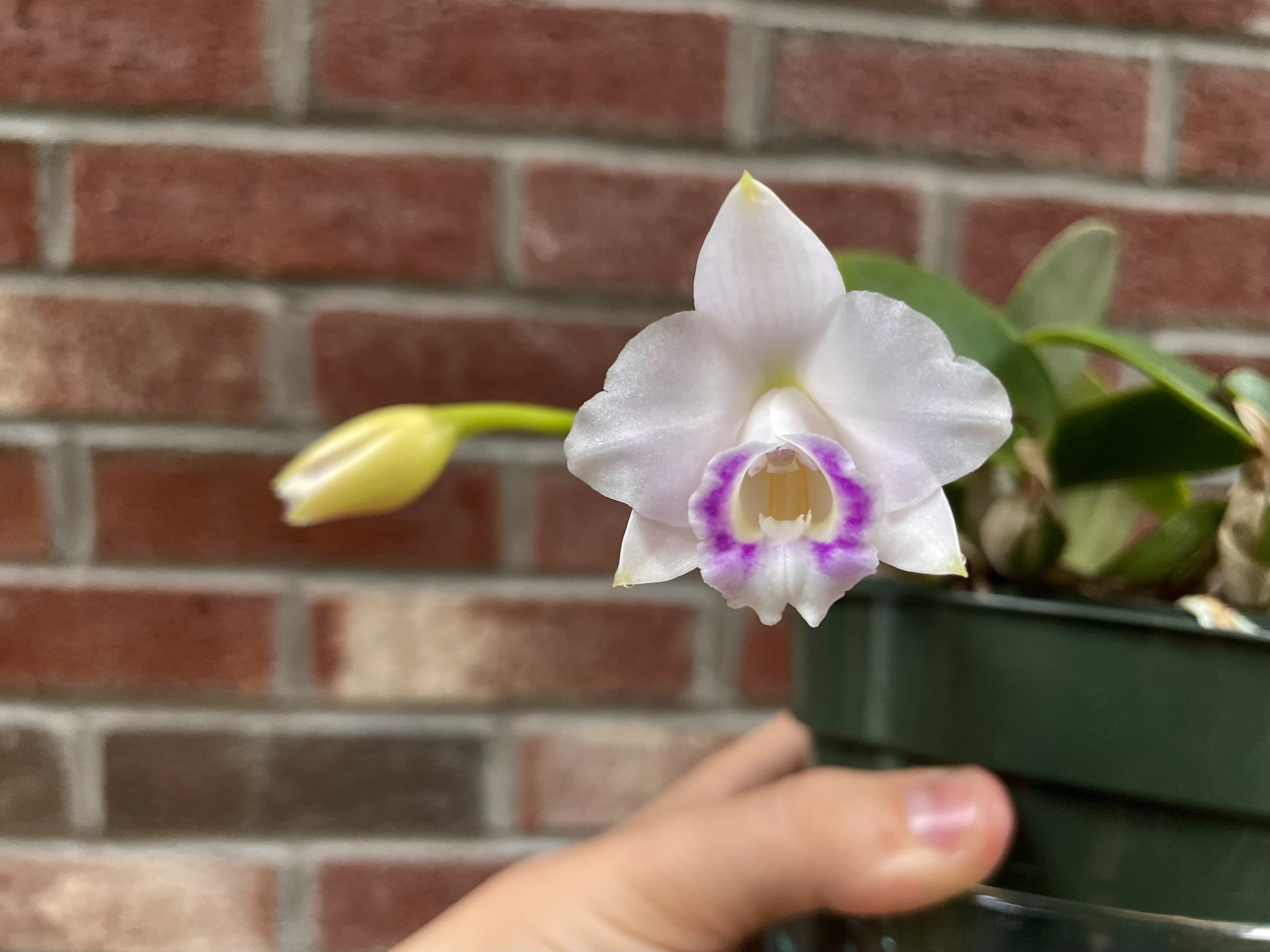 Laelia alaorii v. orlata.
