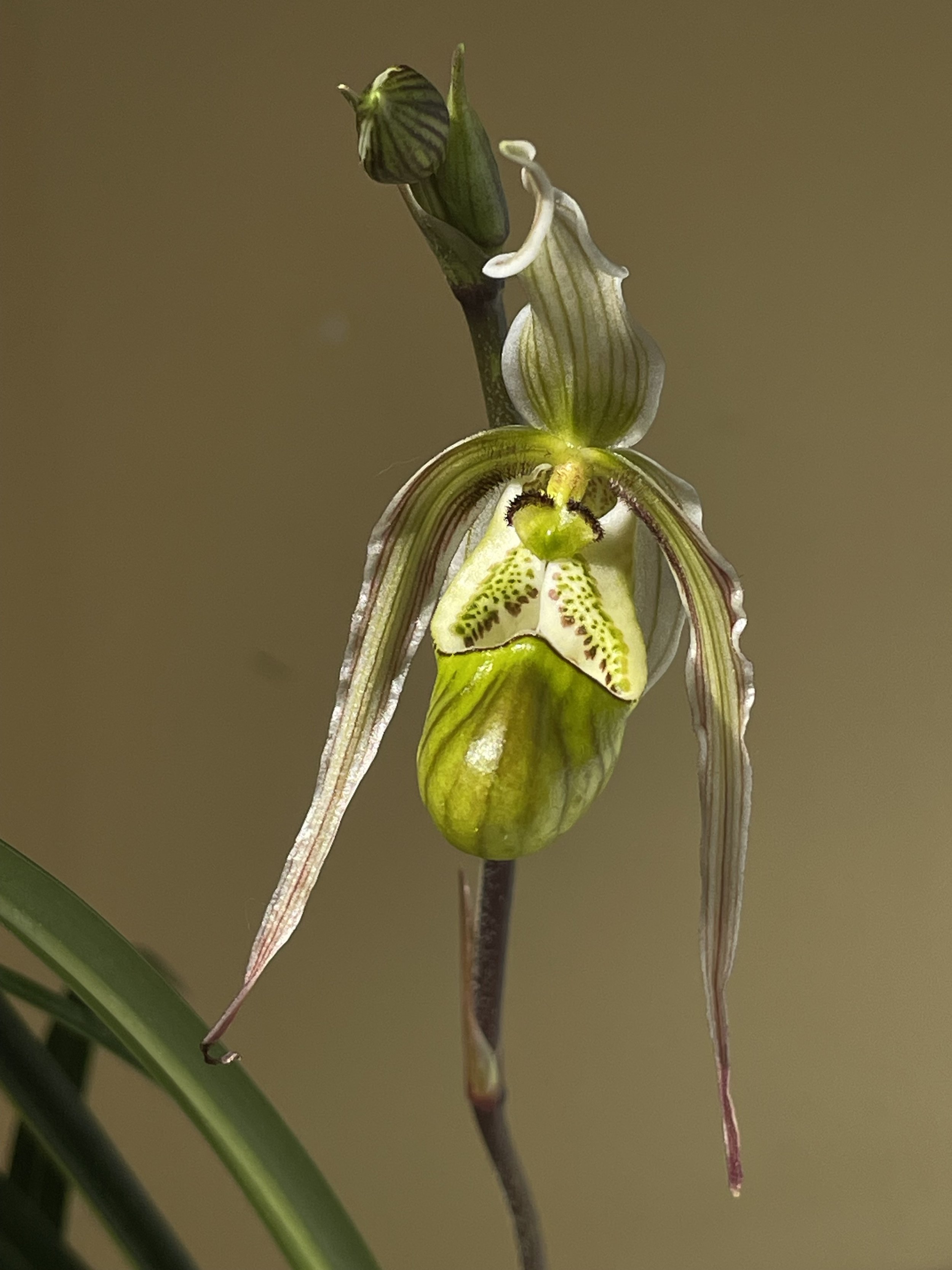 Phragmipedium ecuadorense.