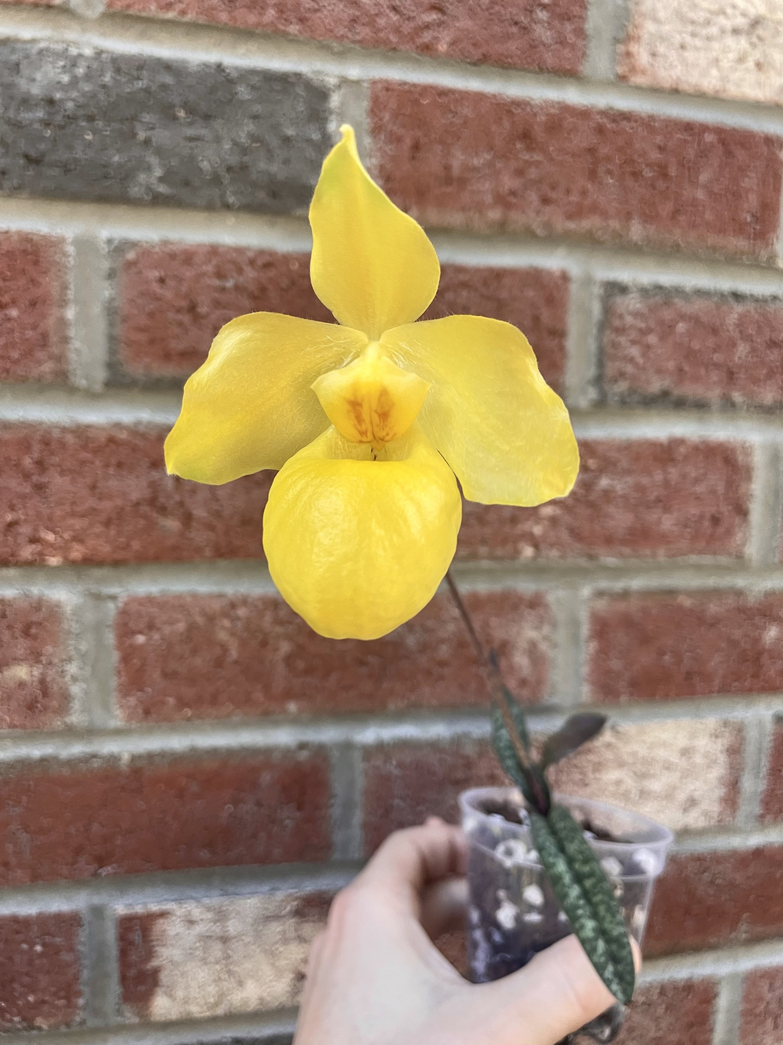 Paphiopedium armenicanum.