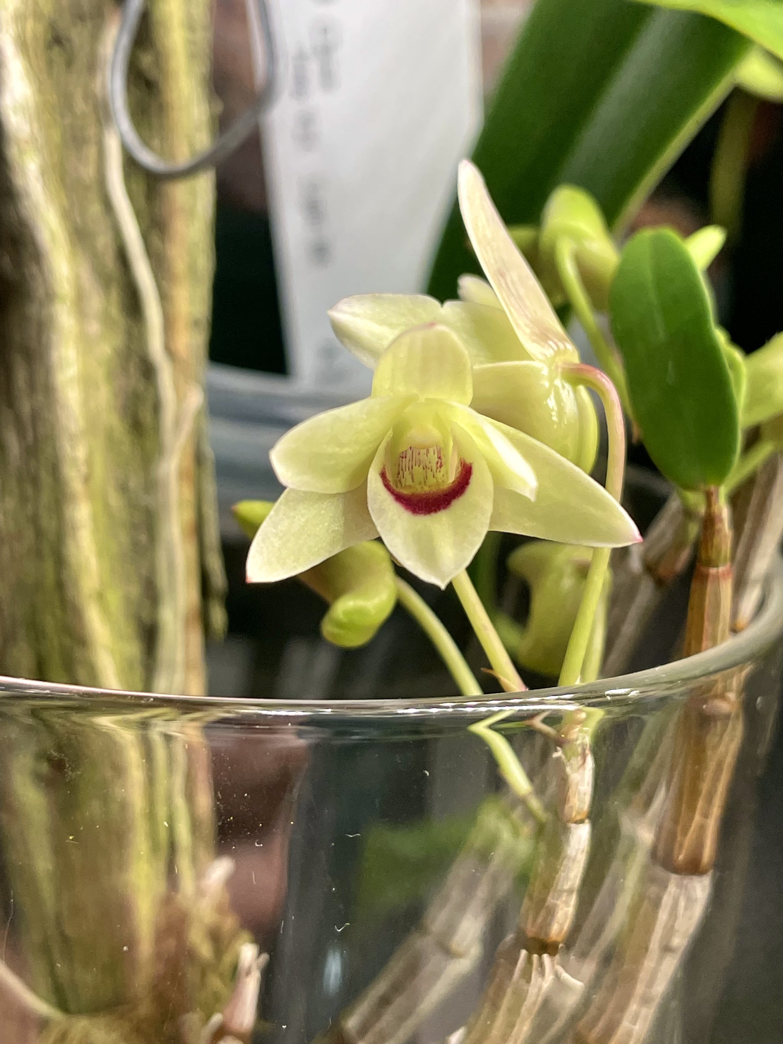Dendrobium officinale.
