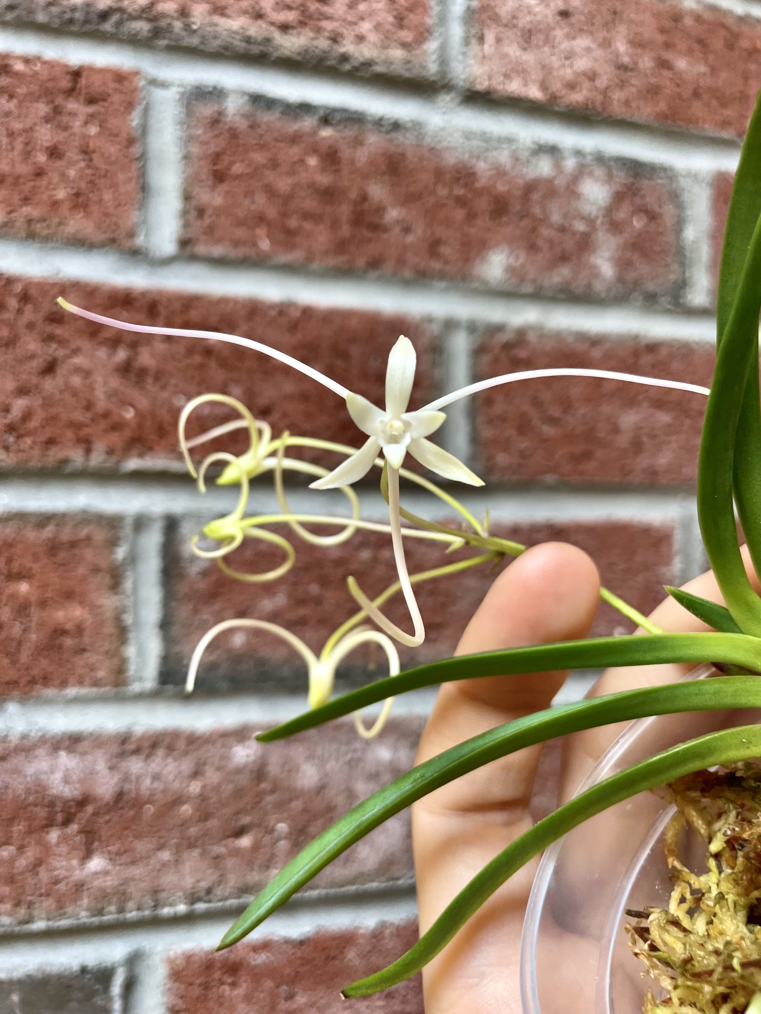 Neofineta falcata "Manjushage".