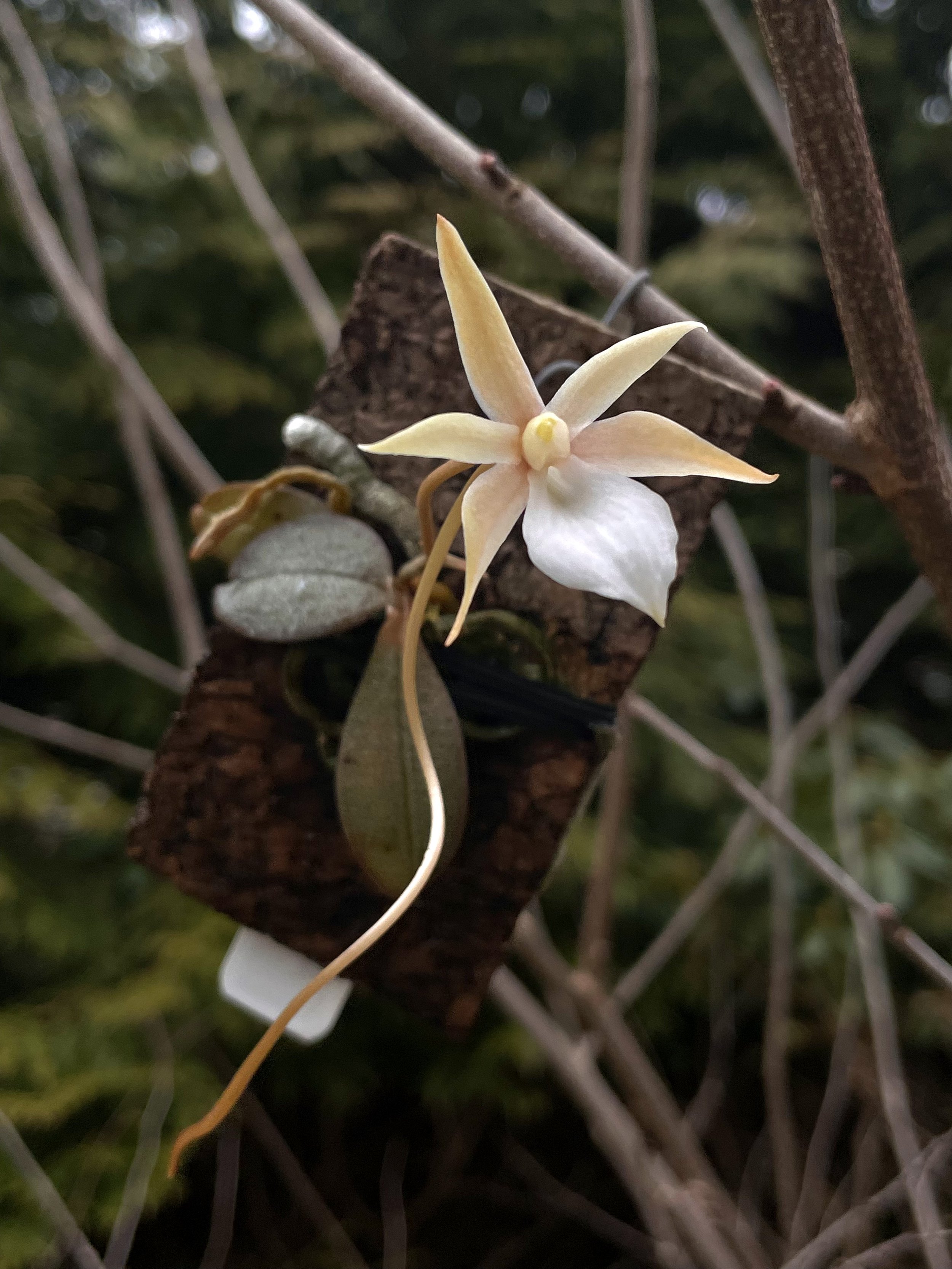 Aerangis punctata.