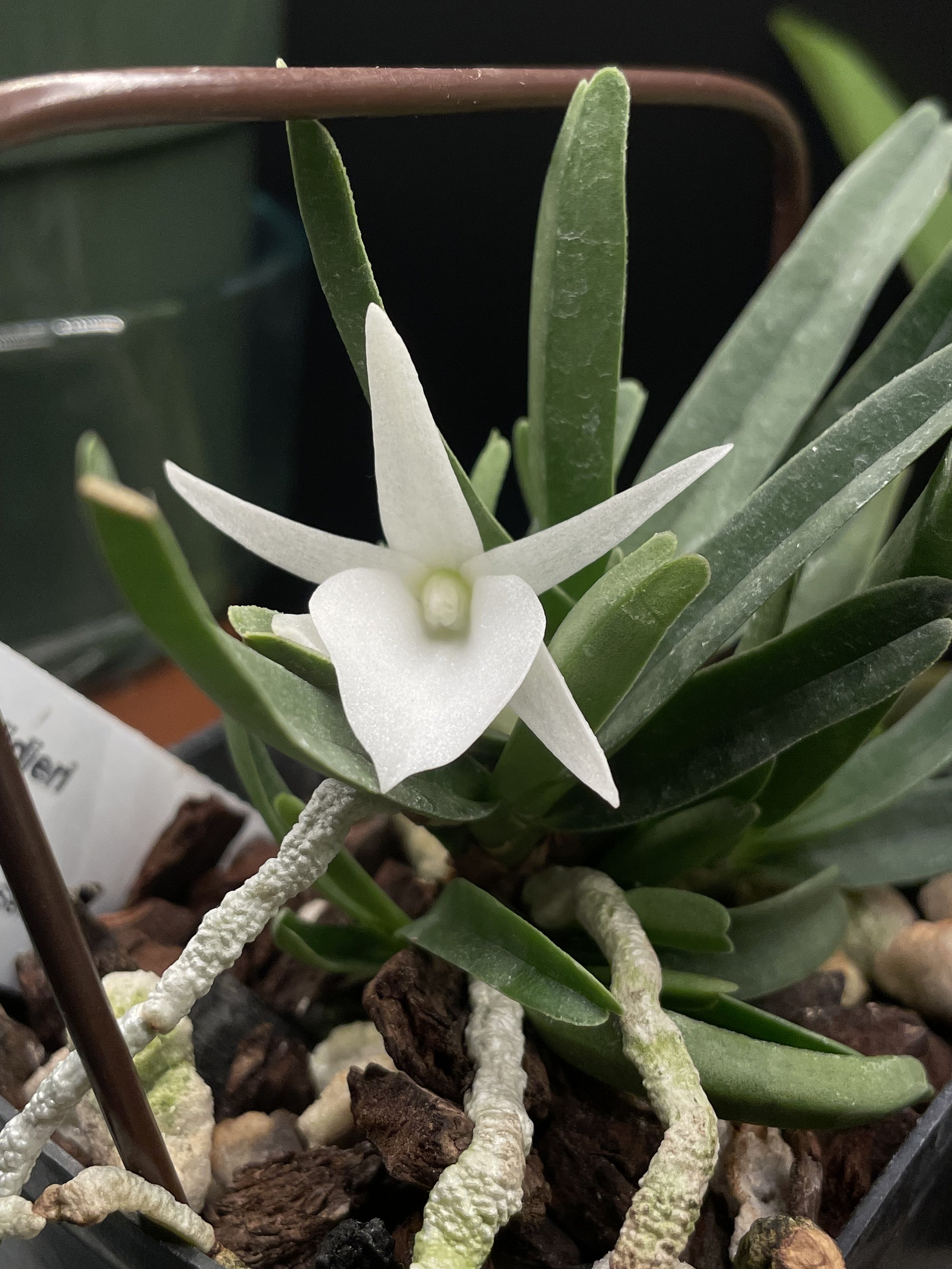 Angraecum didieri.