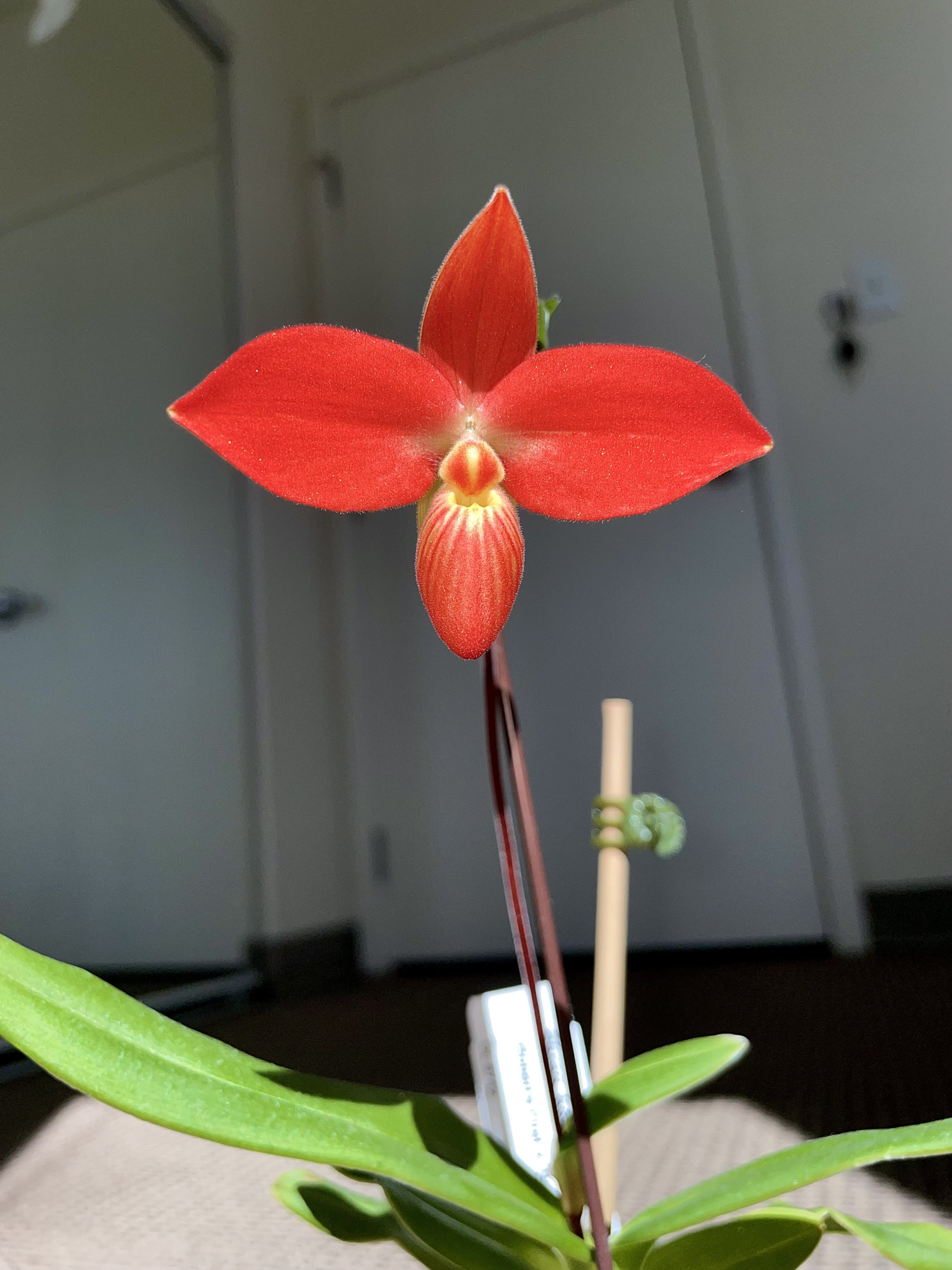 Phragmipedium besseae.