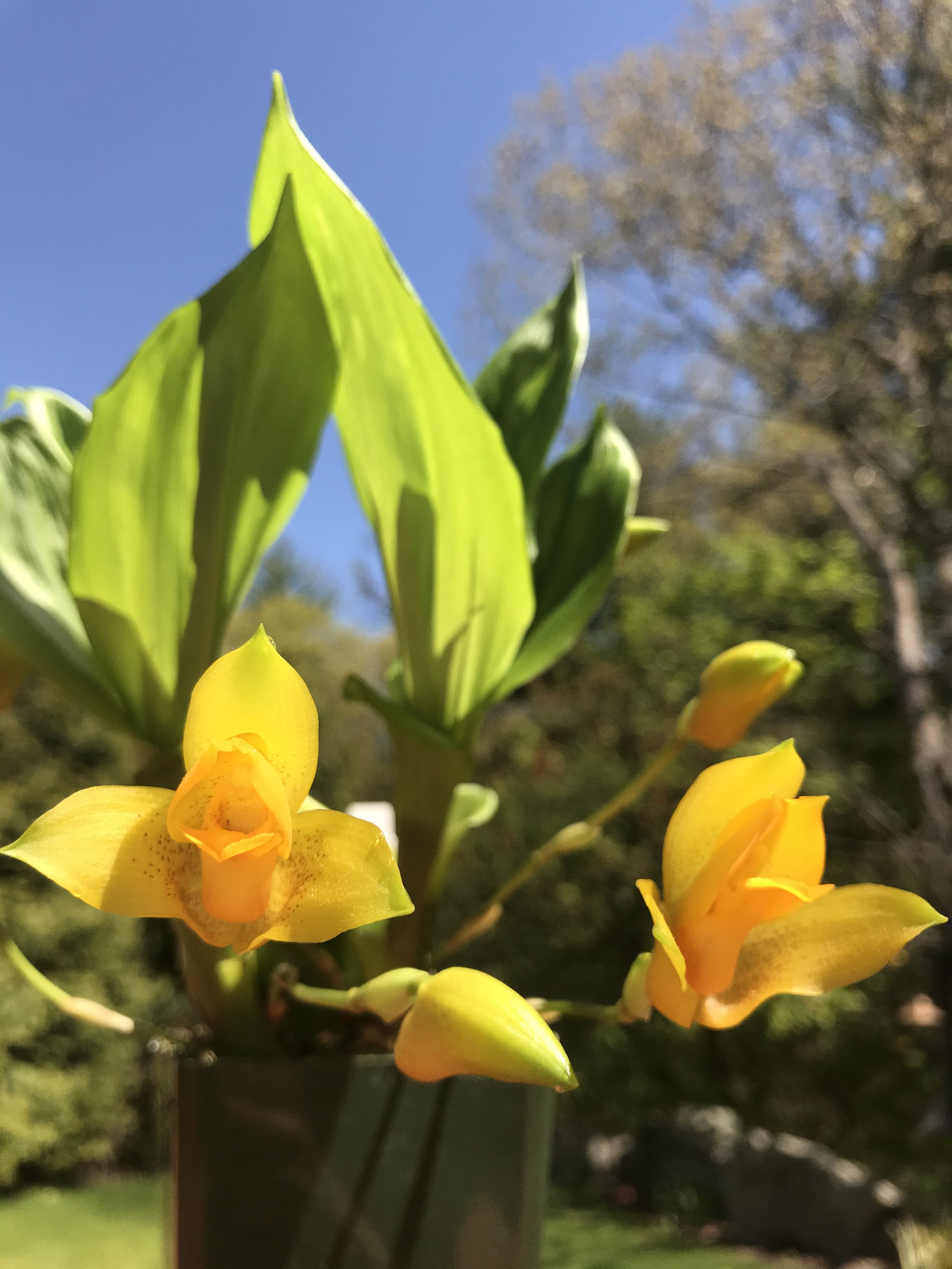 Lycaste aromatica.