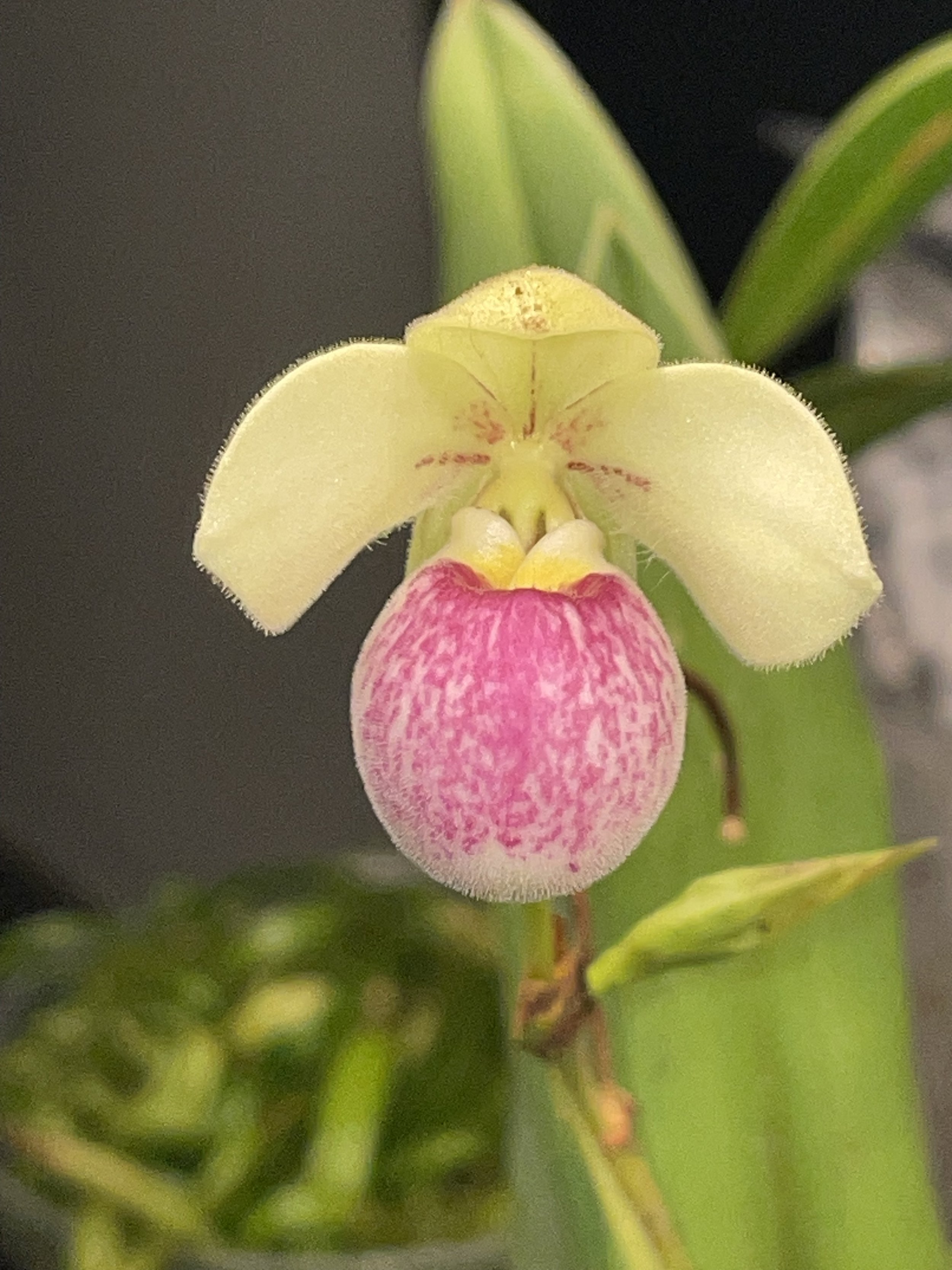 Phragmipedium manzurii.