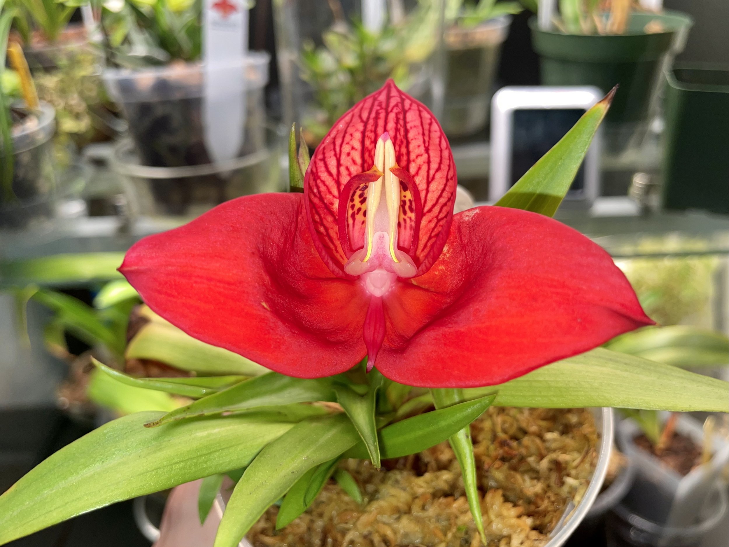 Disa uniflora.