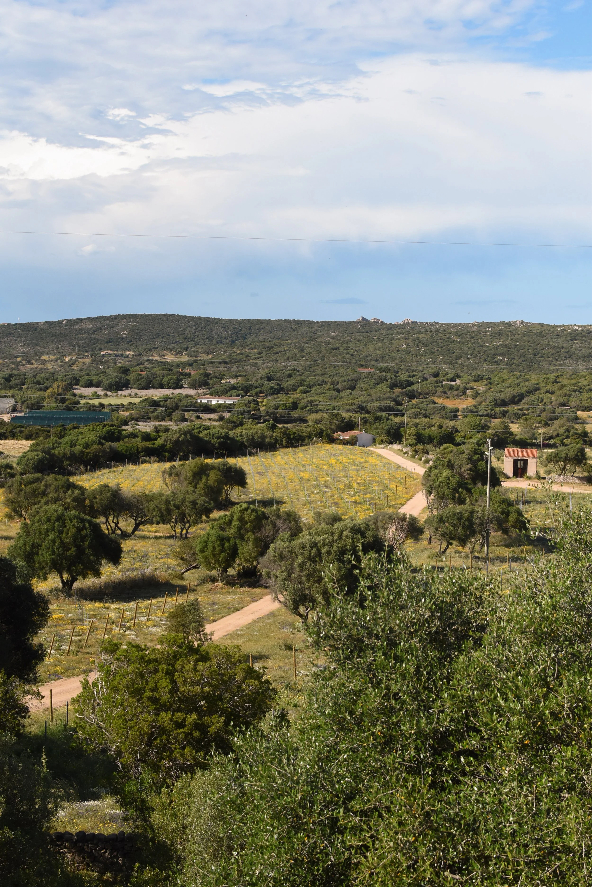 DSC_0336.jpg