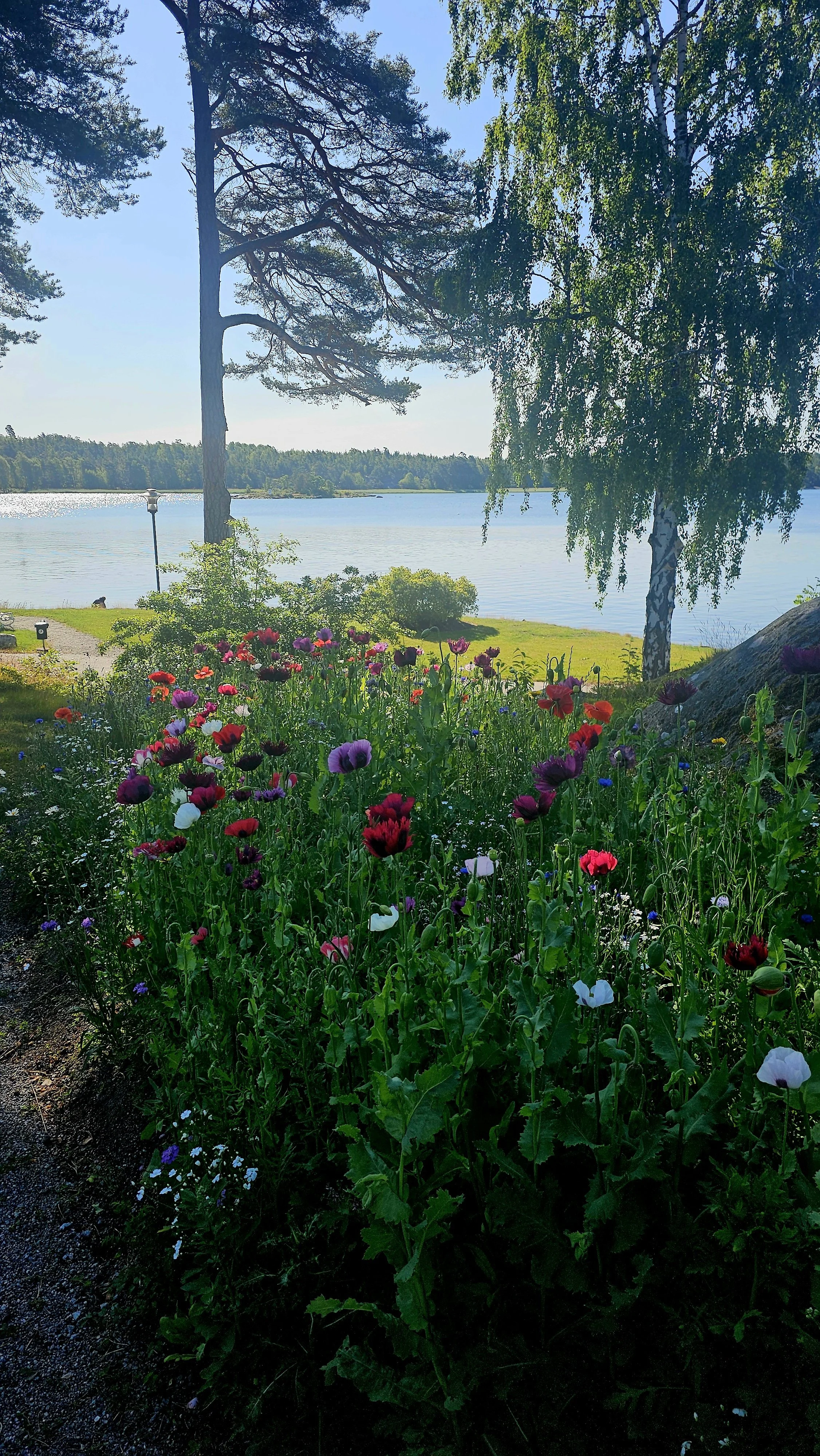 20250704_084351.jpg