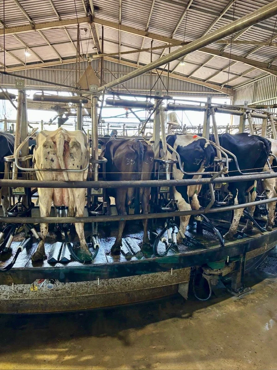 2026 Delegation Trip: Dairy Milking Tour