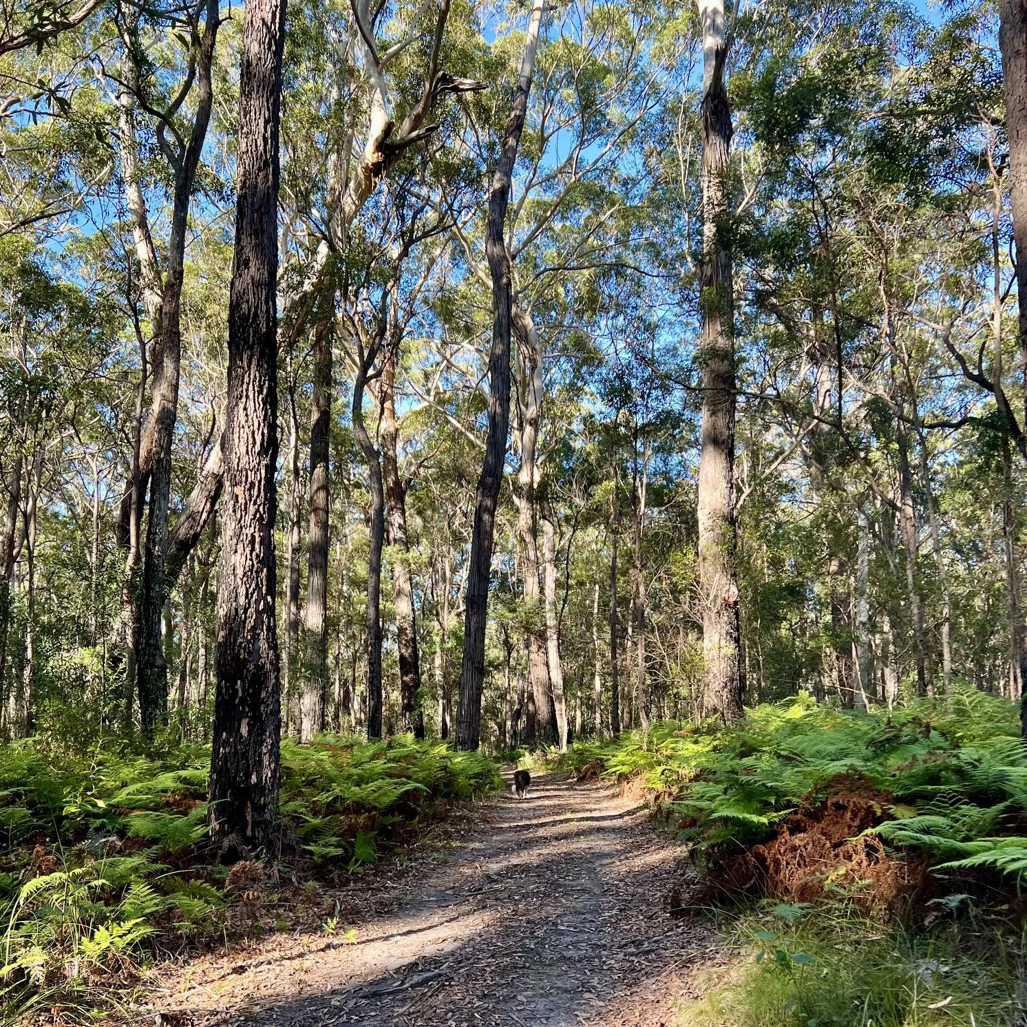 2026 Delegation Trip: Bega Nature Walk