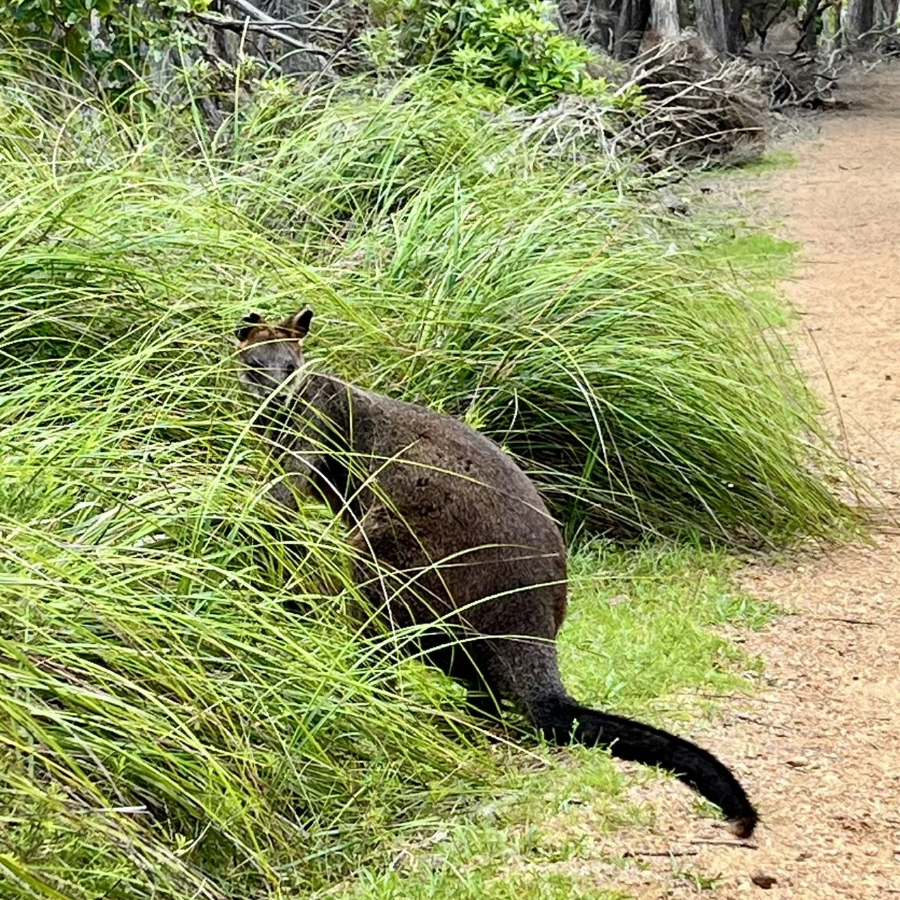 2026 Delegation Trip: Bega Nature Walk