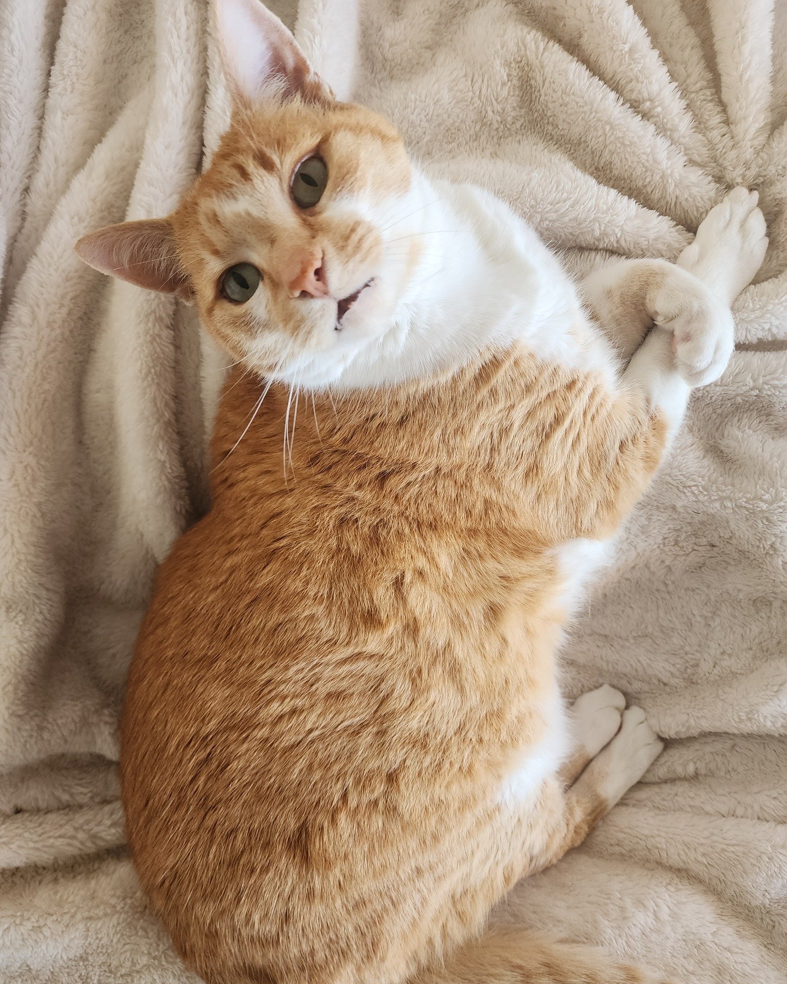 Meow! The Clutter Cats are back after a week off, refreshed and ready to declutter! Book your discovery call now, and find out how we can make your home functional and enjoyable 📞🐾 
South Coast NSW 📍
 #homeorganising #Decluttering #professionalorg