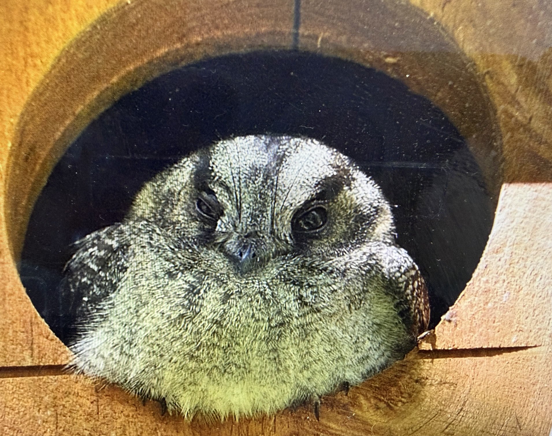 The introduction of nesting boxes to the Kennett River wetlands…