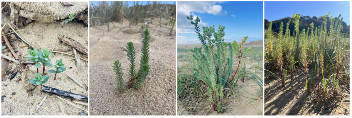 Sea Spurge Working Bee with W2W