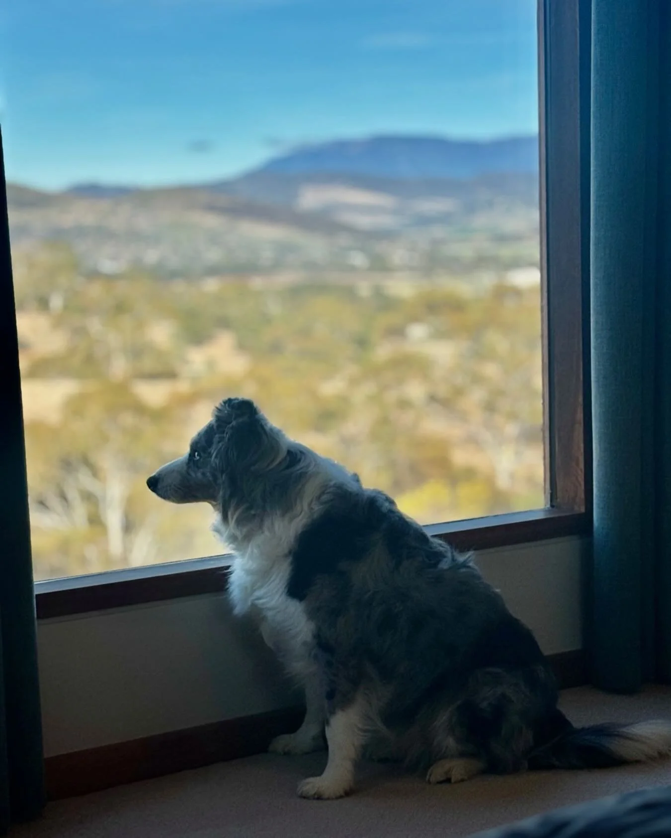 Working from home today.

It&rsquo;s winter and the sheep are in the vineyard keeping the grass and weeds down.  Sasha can keep an eye on them from the house which is good as she needs to keep her daily streak of sitting on the couch going. 

#winedo