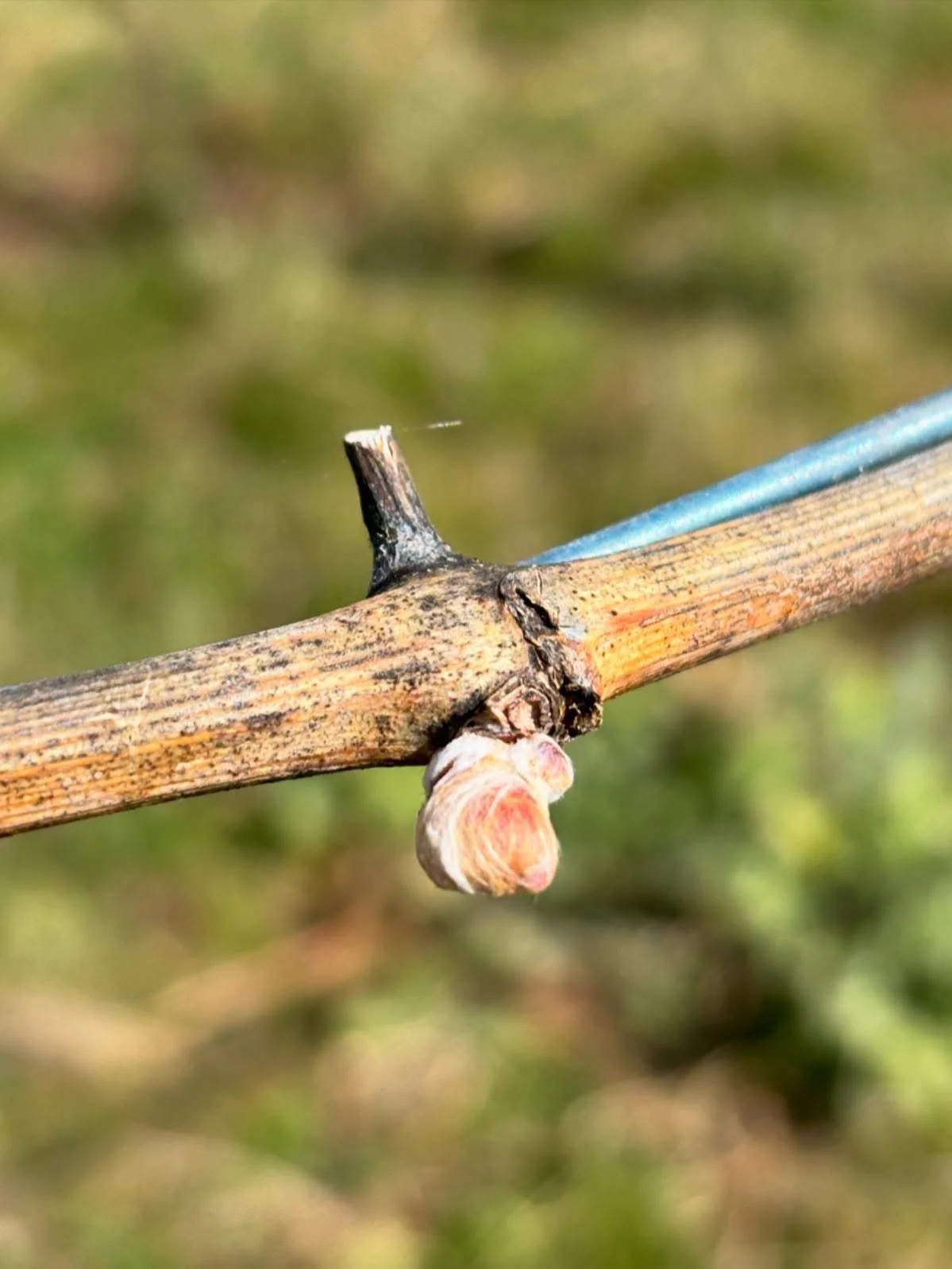 Show us your woolly bud 😂

#budburst #springtime #vineyard #pinotgris