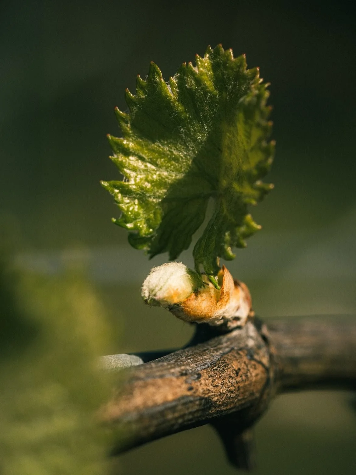 We have been very lucky to employ some very talented and lovely people to work at the cellar door. 

And some of them come with talented partners who take beautiful photos.  Thanks Beck @becclesfull and James for the amazing shots of our vines just a