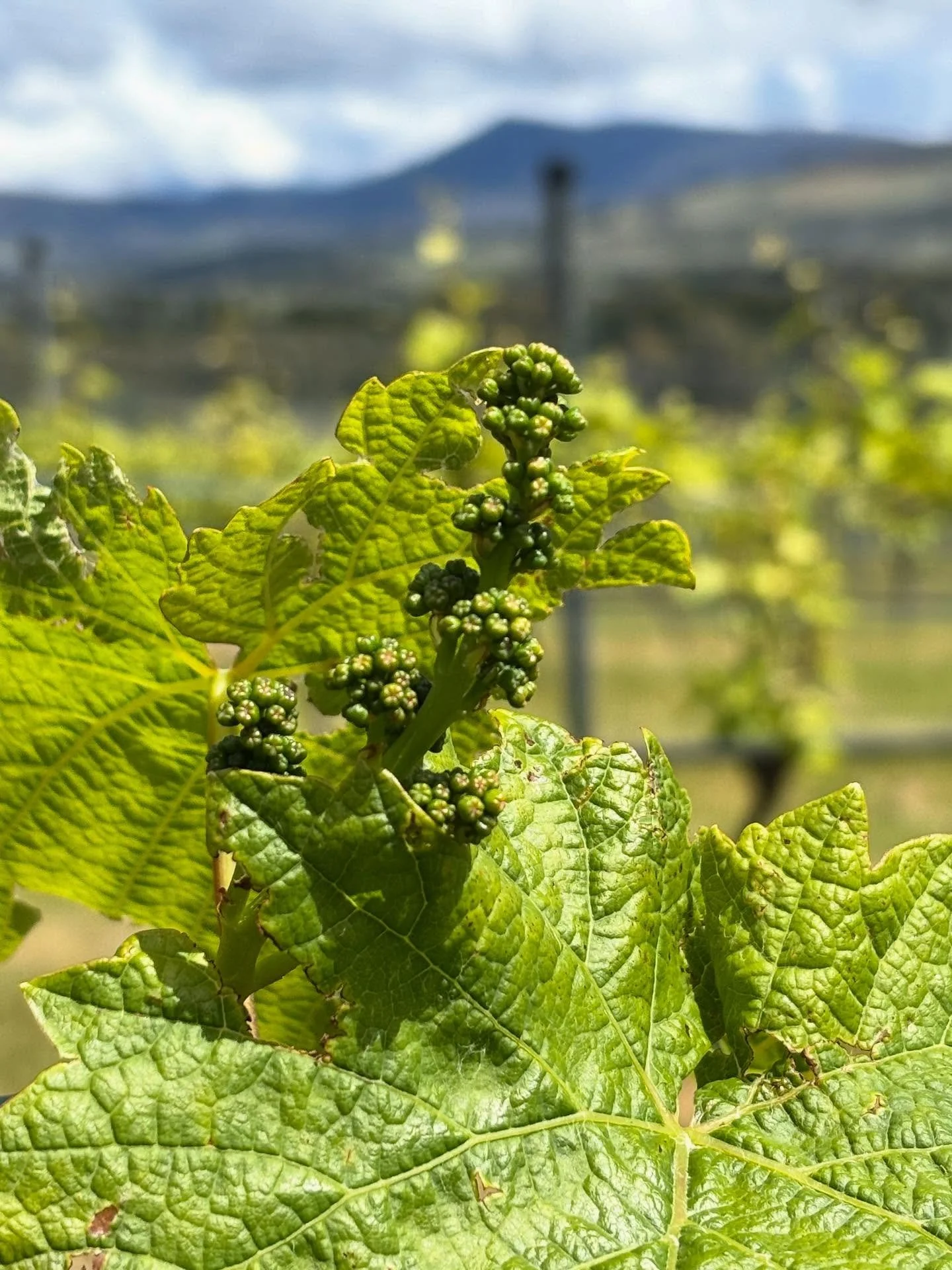 The vineyard is so beautifully green at the moment.  The tiny clusters are forming, getting ready to flower, so we desperately need this to be the end of the high winds. 

The clusters are well formed and healthy but we may have lost a few due to the