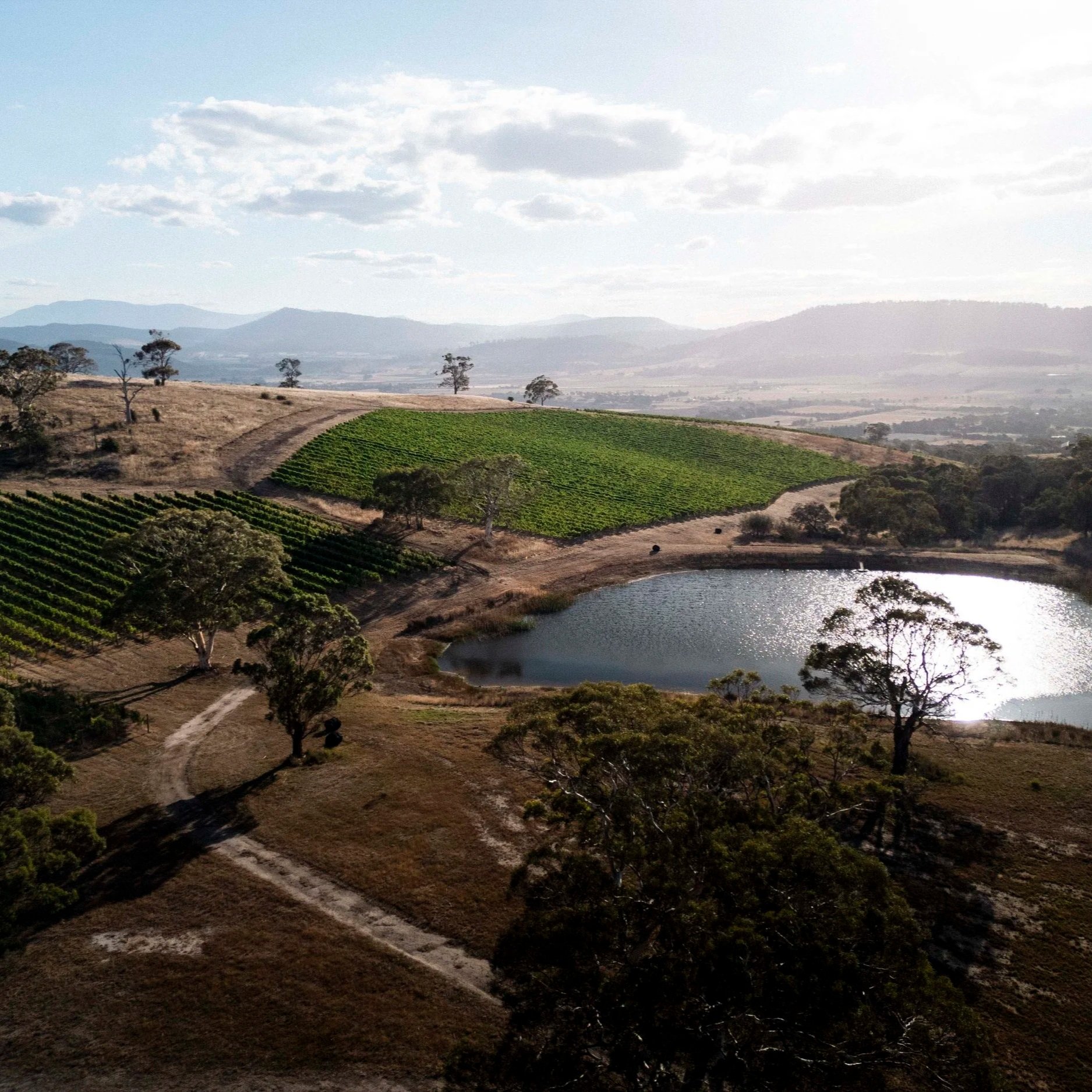 Chardonnay vs Pinot Gris: Which Tasmanian White Wine Should You Choose?