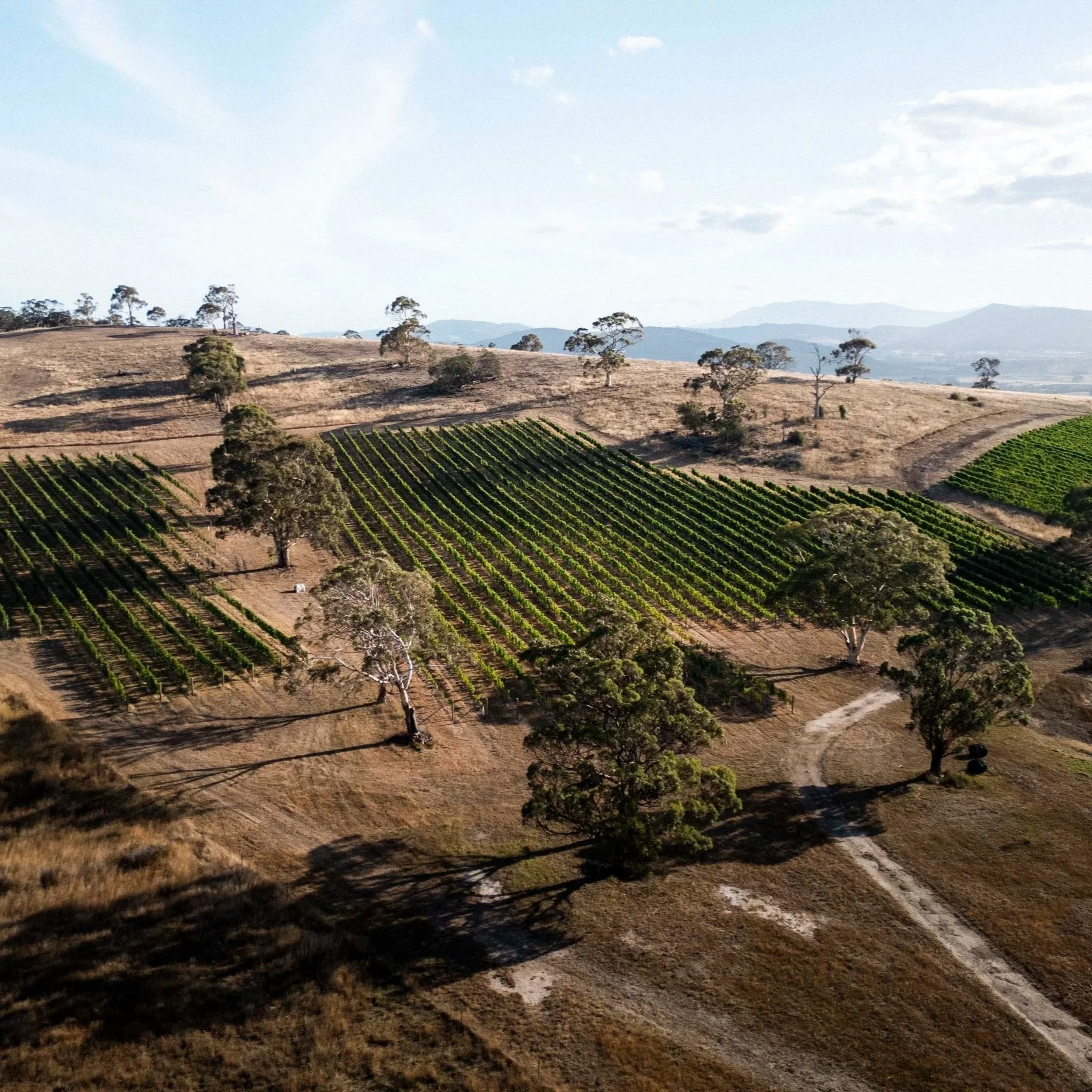 How to Store and Serve Tasmanian Wine at Home (So It Actually Tastes Its Best)