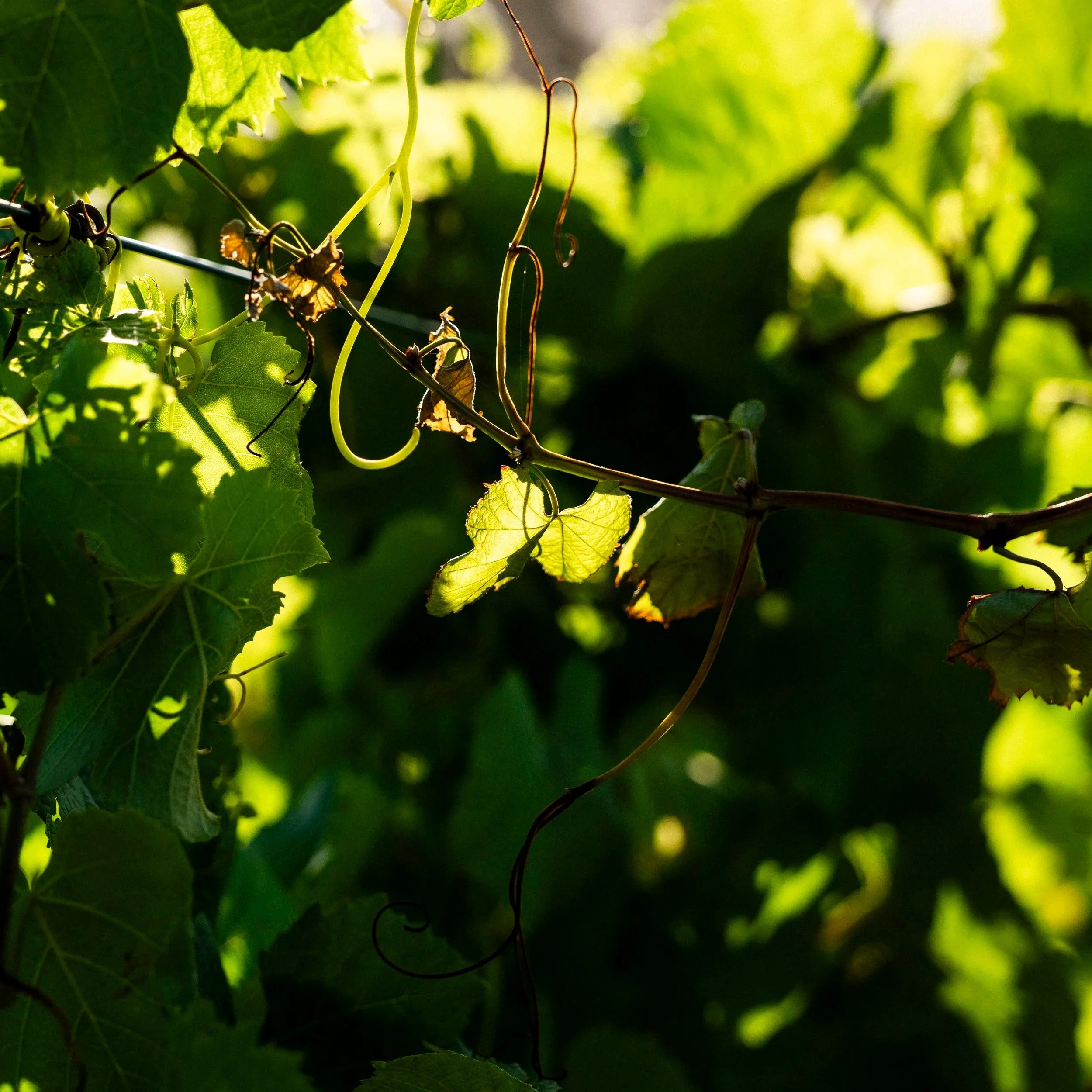 Why Buying Wine Directly From a Vineyard Is Better Than the Bottle Shop