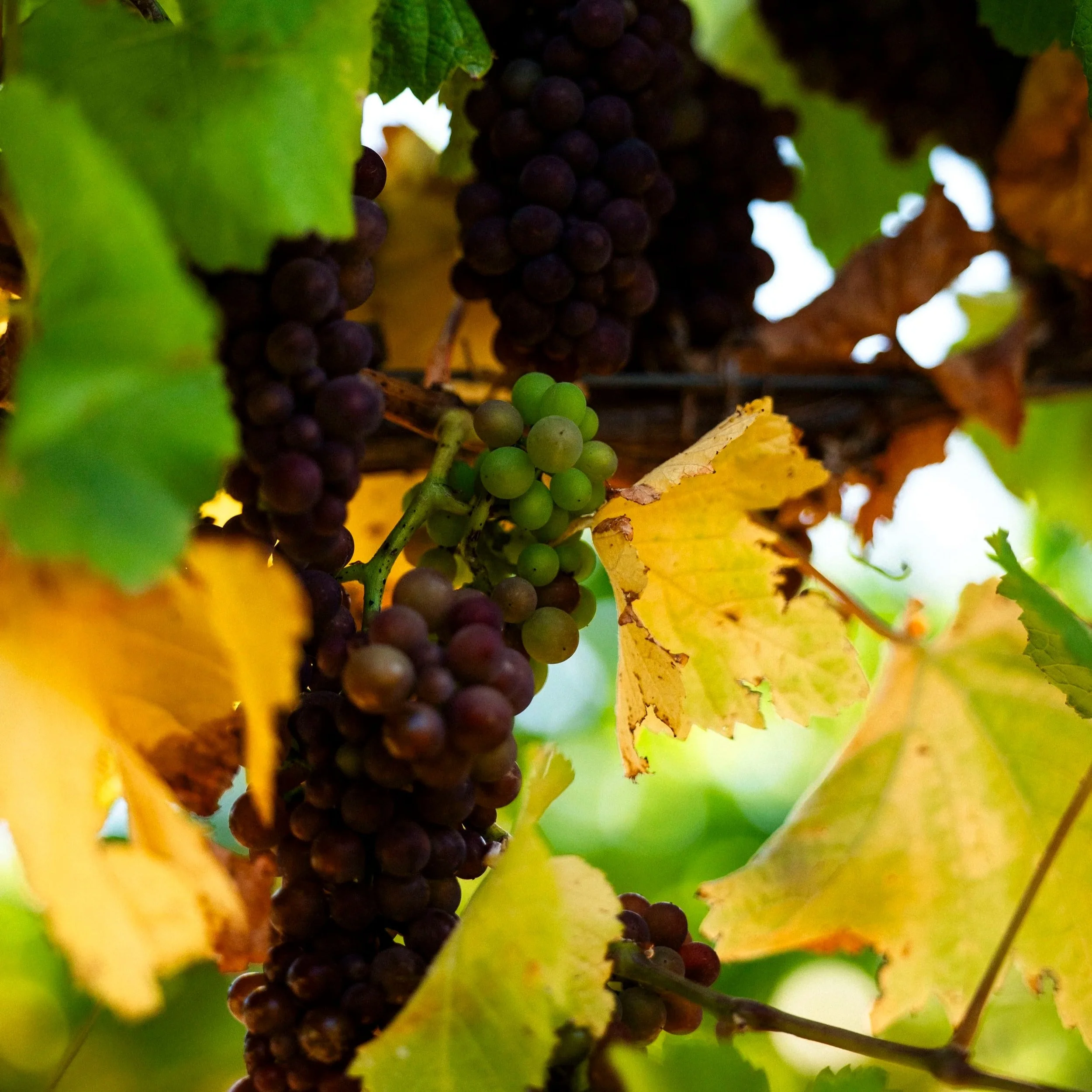 What Harvest Season Really Looks Like at Caledon Estate