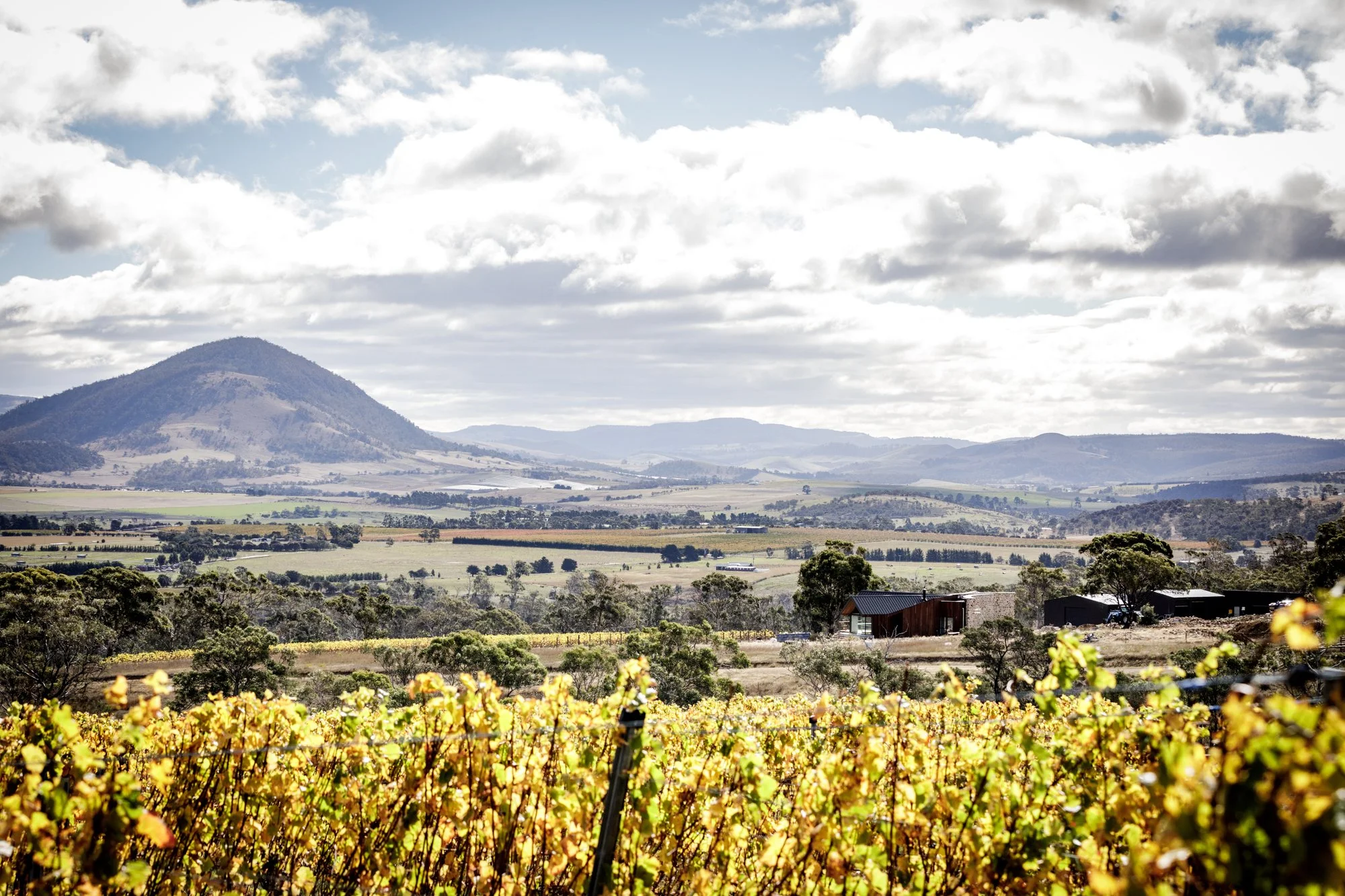 Caledon Estate Vineyard