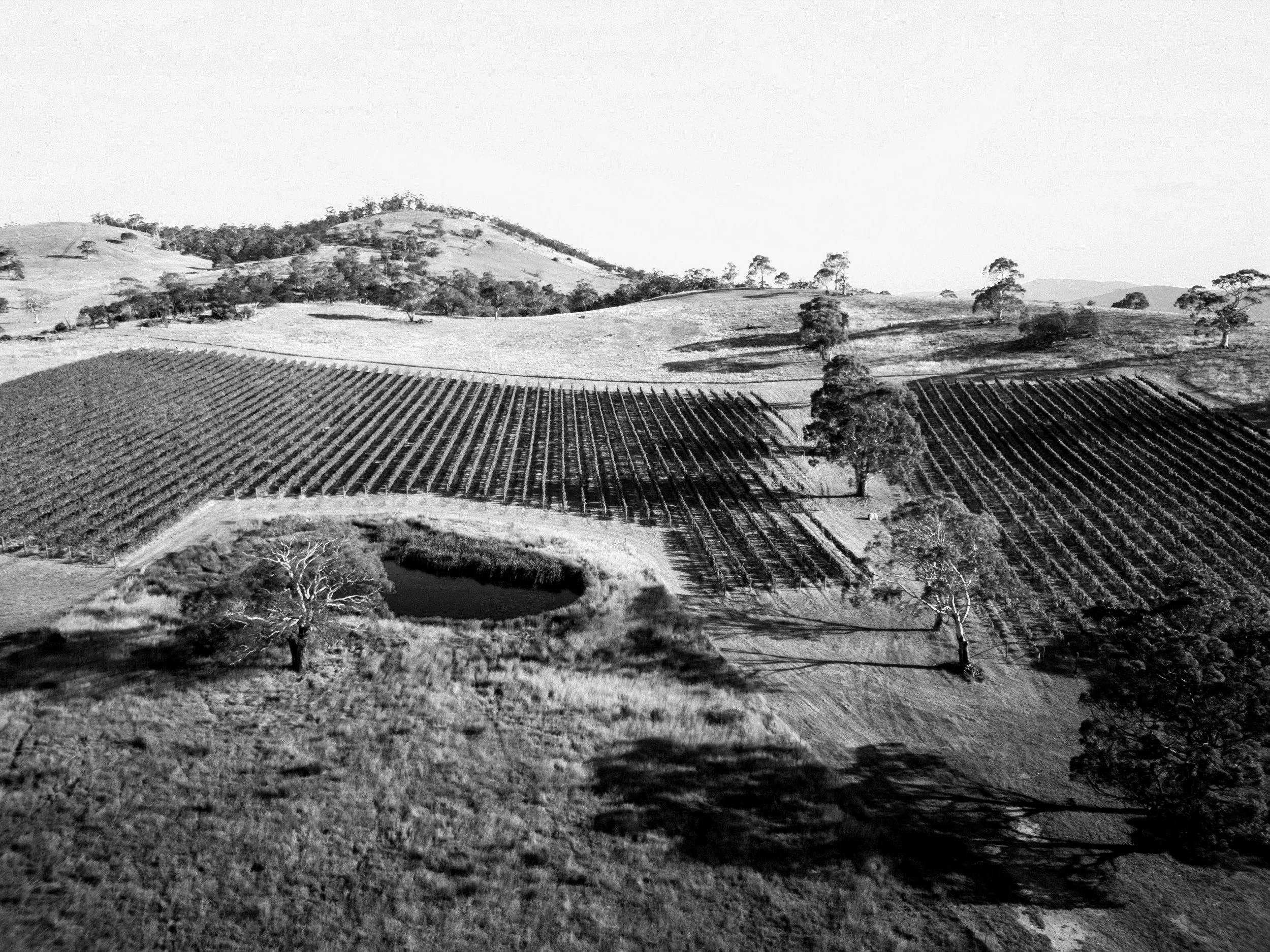 Aerial view of a vineyard with rows of grapevines and a small pond, surrounded by rolling hills and scattered trees.