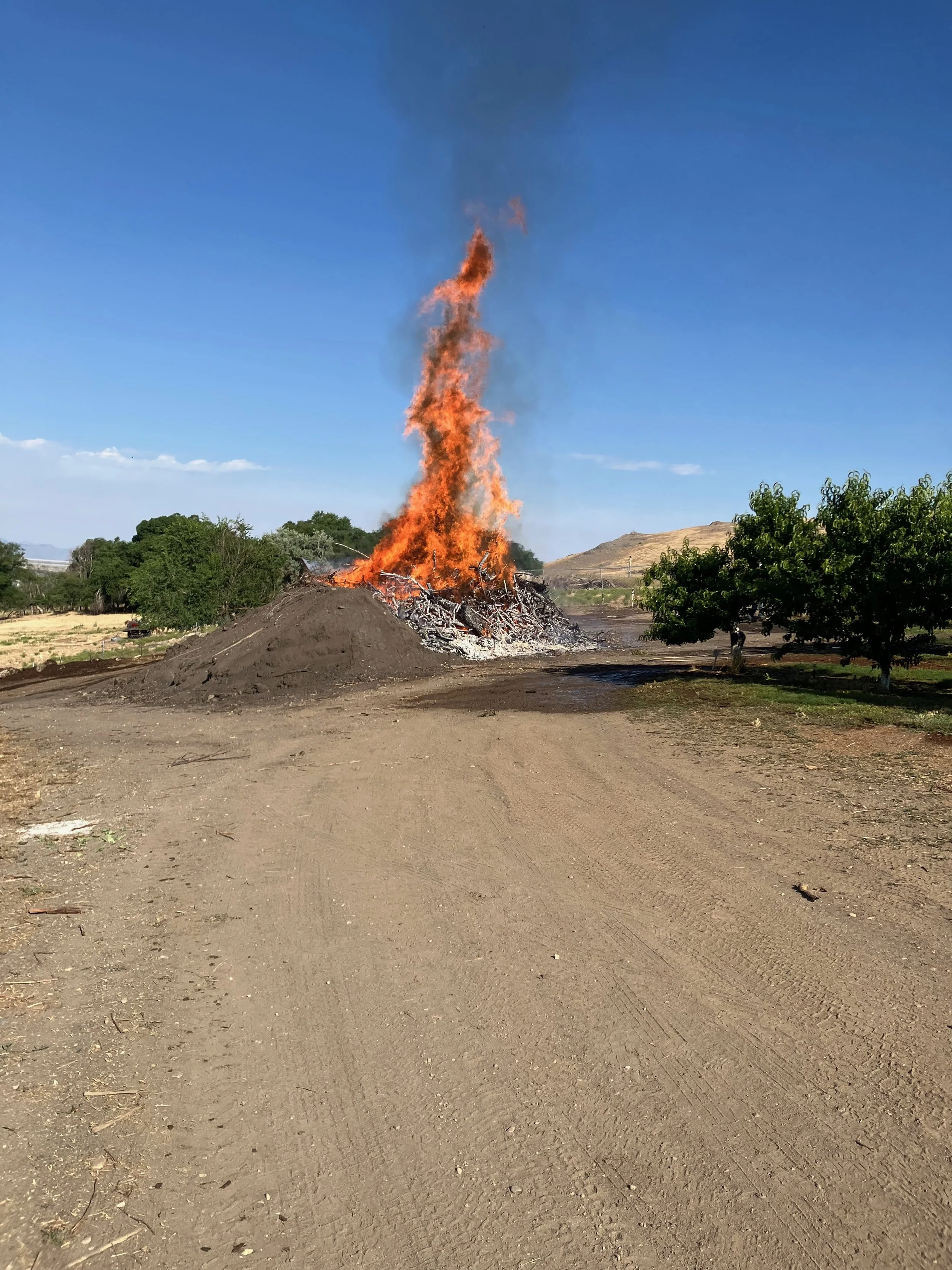 Burning the pruned branches. Thank you Charlie Brown. I hope you enjoyed the marshmellows.