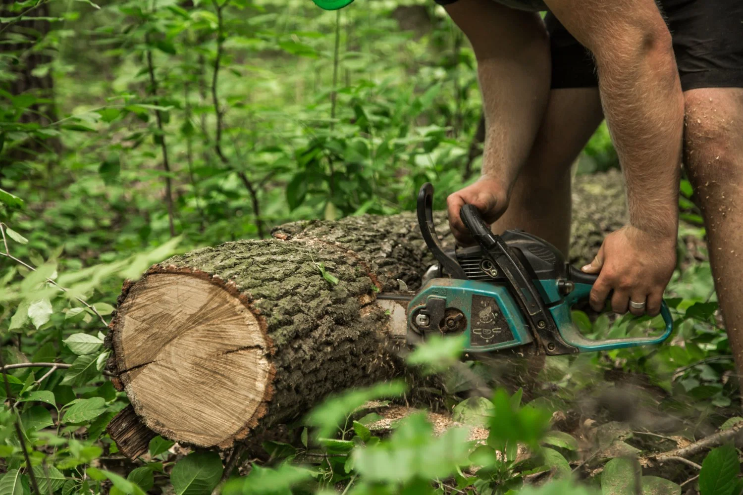 Media, PA Tree Removal Permits and Neighbor Liability