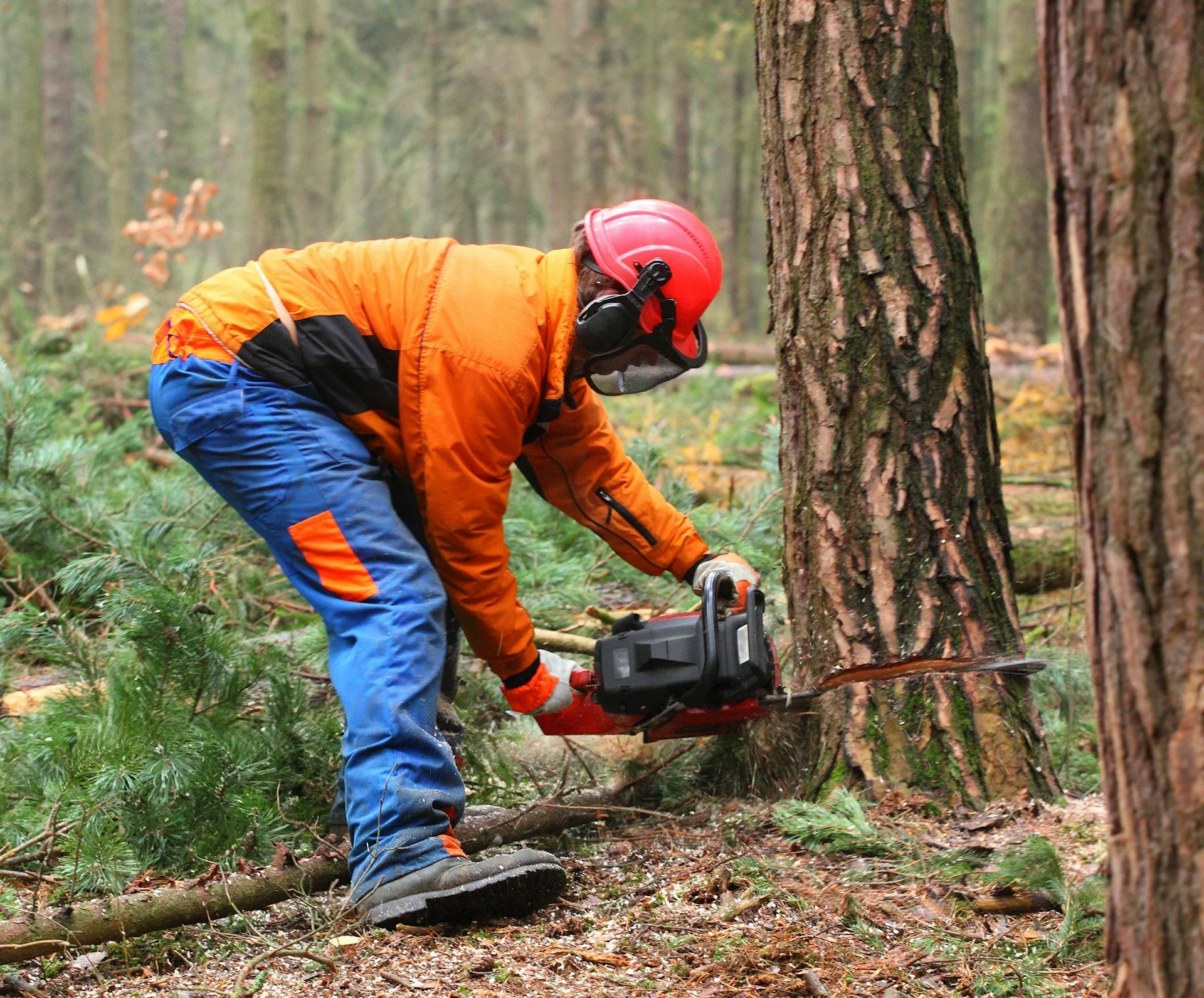 Understanding Affordable Tree Service Without Sacrificing Safety
