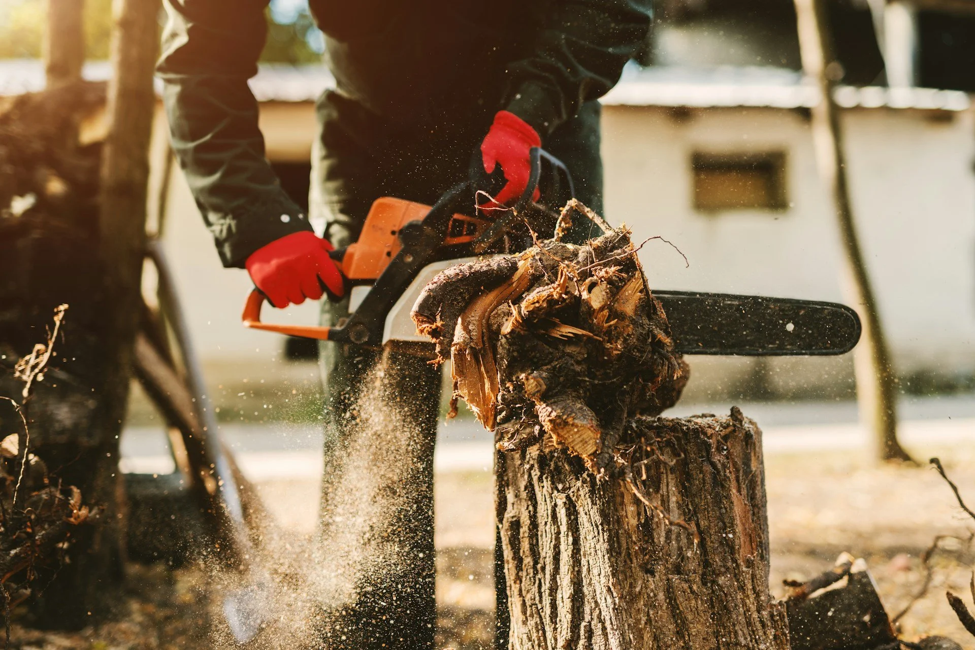 Warning Signs Your Backyard Needs Professional Tree Removal