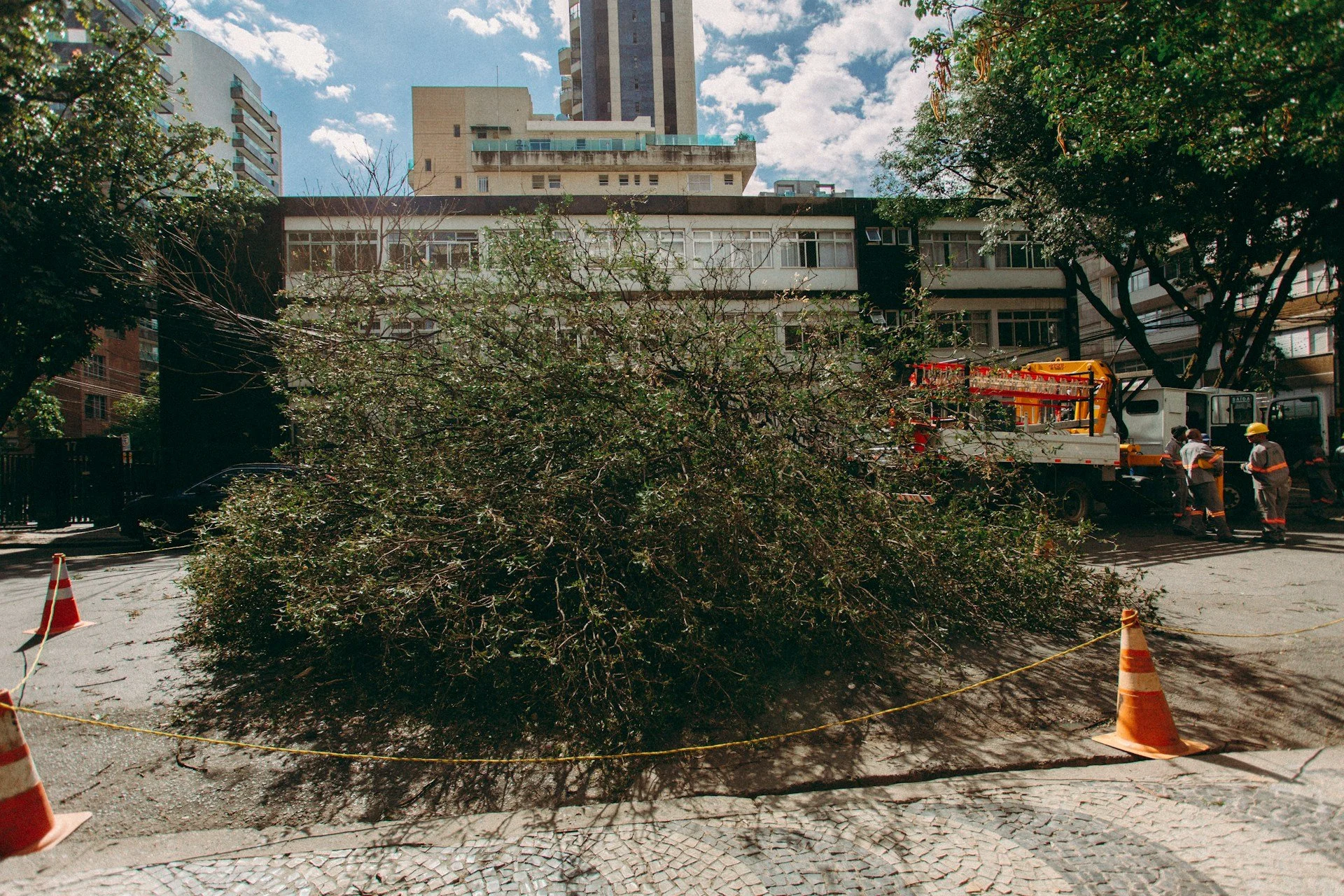 Property Value Boost: How Smart Tree Removal Helps Media Homes