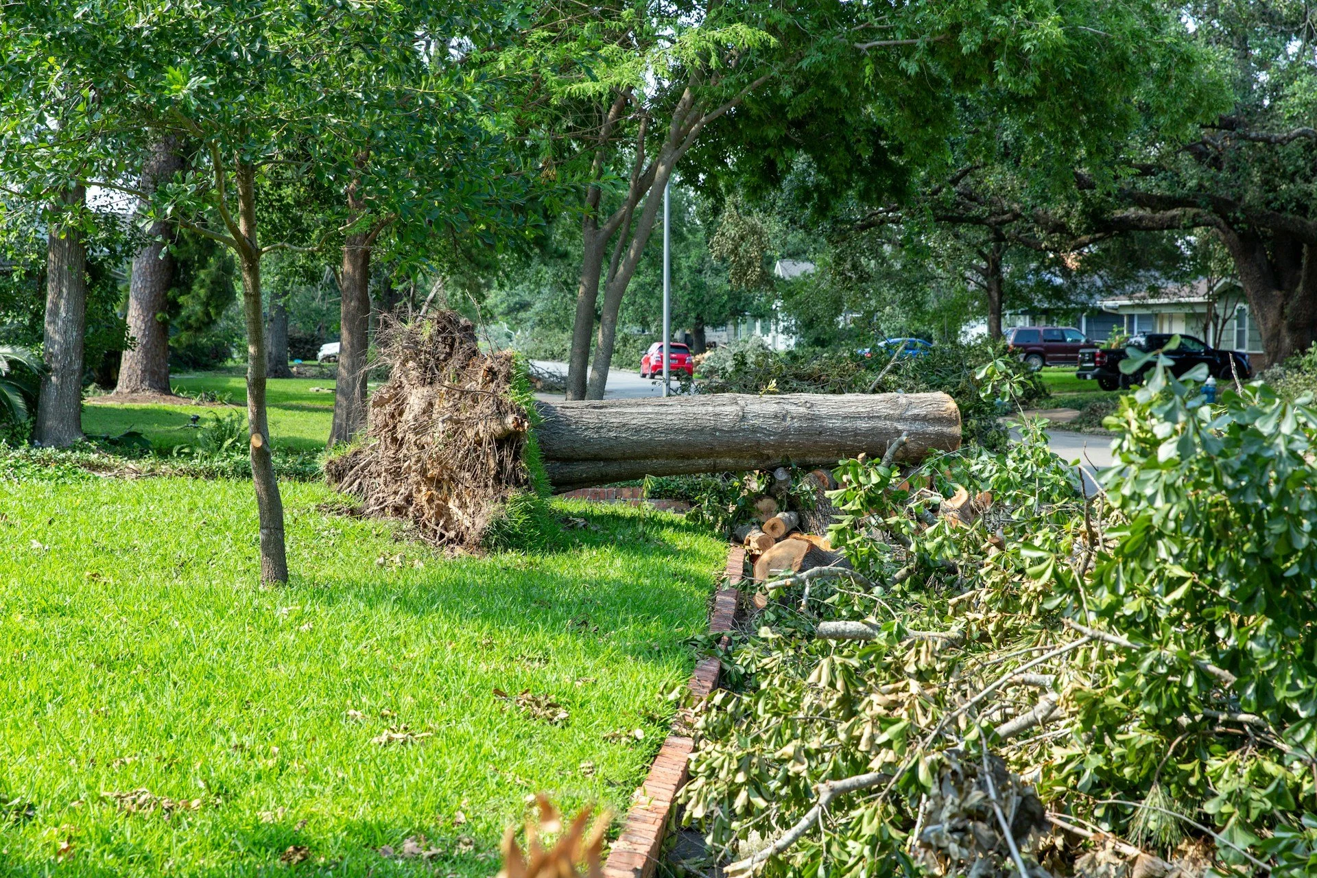 Post-Storm Tree Removal in Media, PA: Insurance Claims and Adjusters