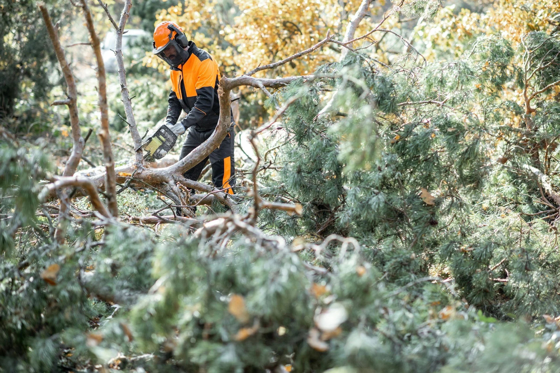 Before You Build a Deck, Consider These Tree Removal Factors