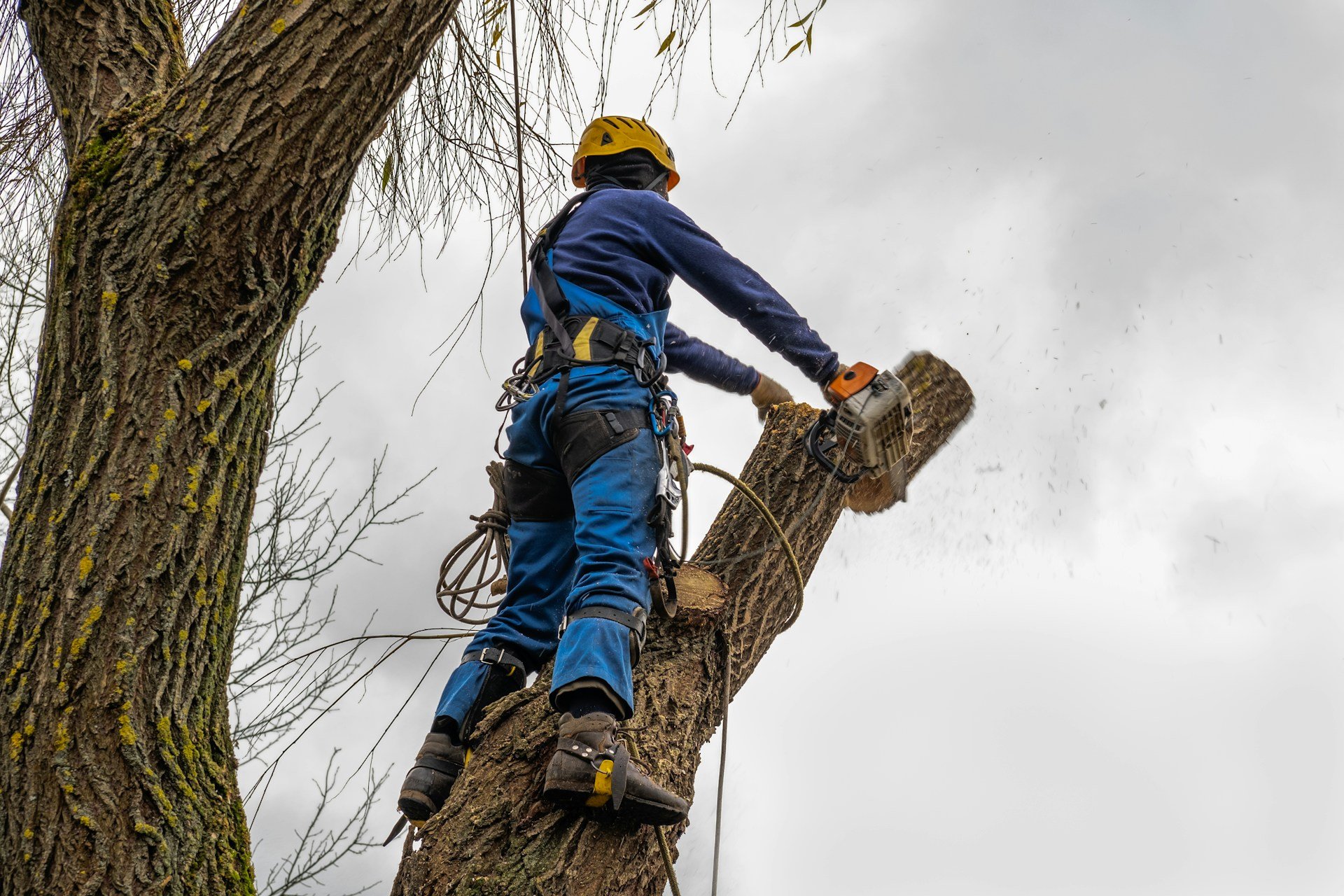 Hazard Tree Checklist in Media, PA: Document Risk and Prep for an Arborist
