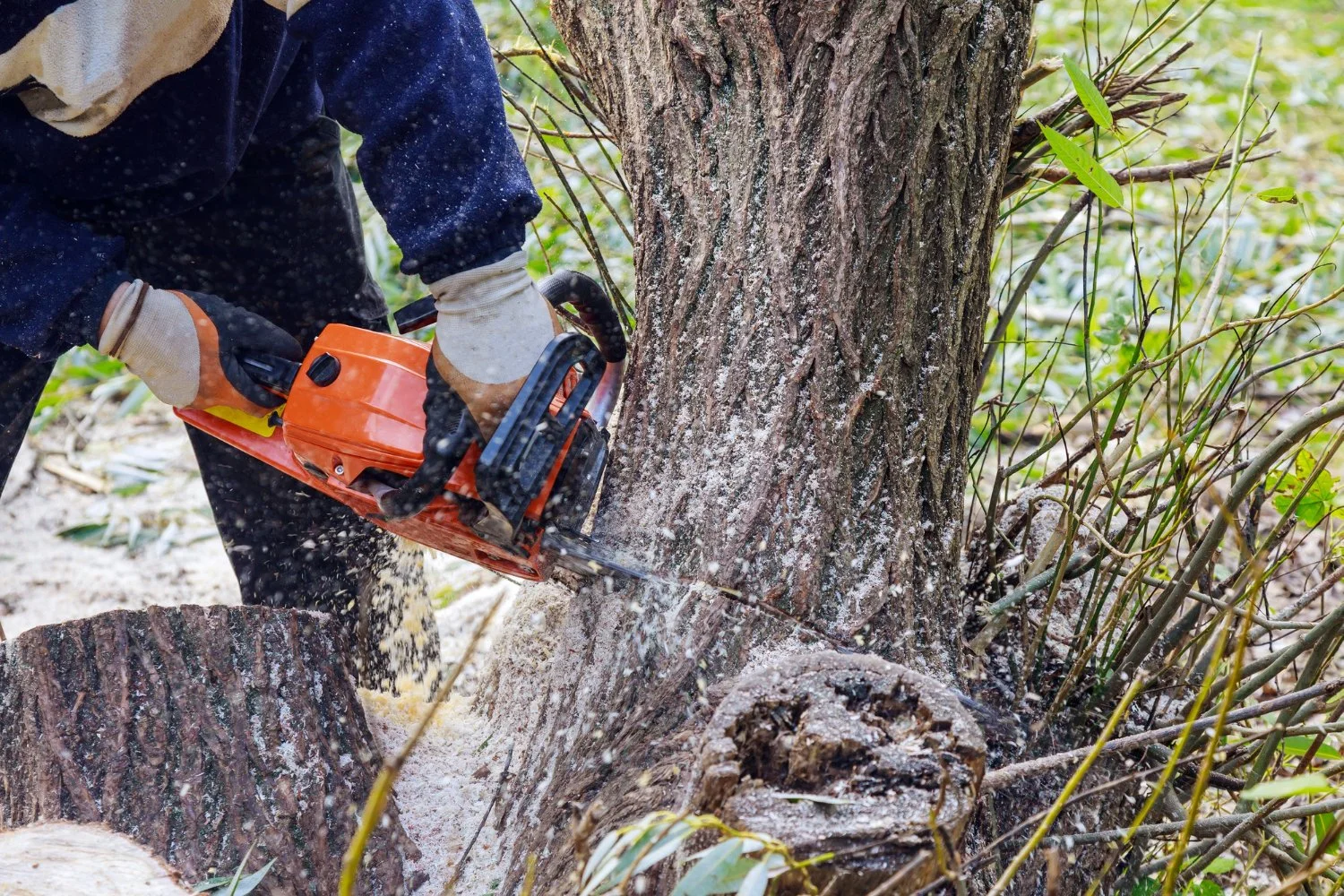 Smart Tree Removal Planning Before Selling Your Media, PA Home