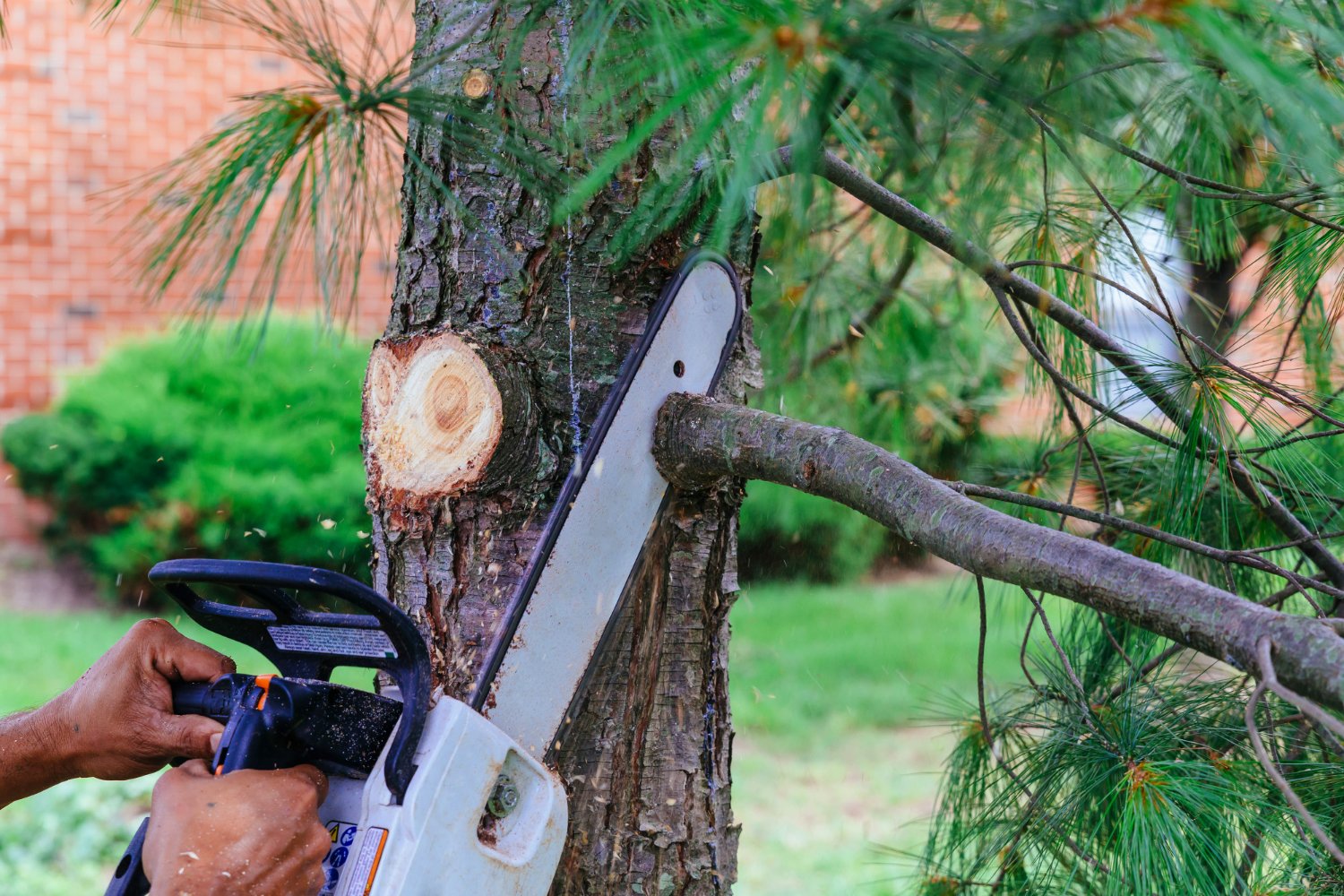 Calculating Safe Tree Removal Clearance Around Your Home