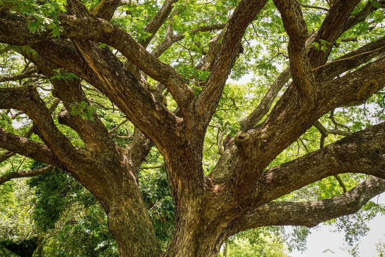 Tree Liability Coverage Myths Media, PA Homeowners Should Stop Believing
