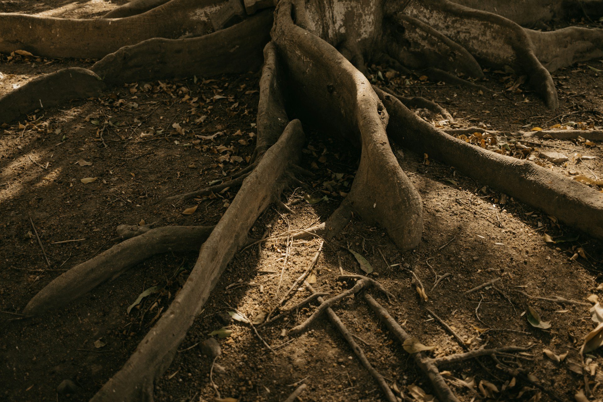 Managing Tree Roots Near Foundations and Driveways in Media, PA