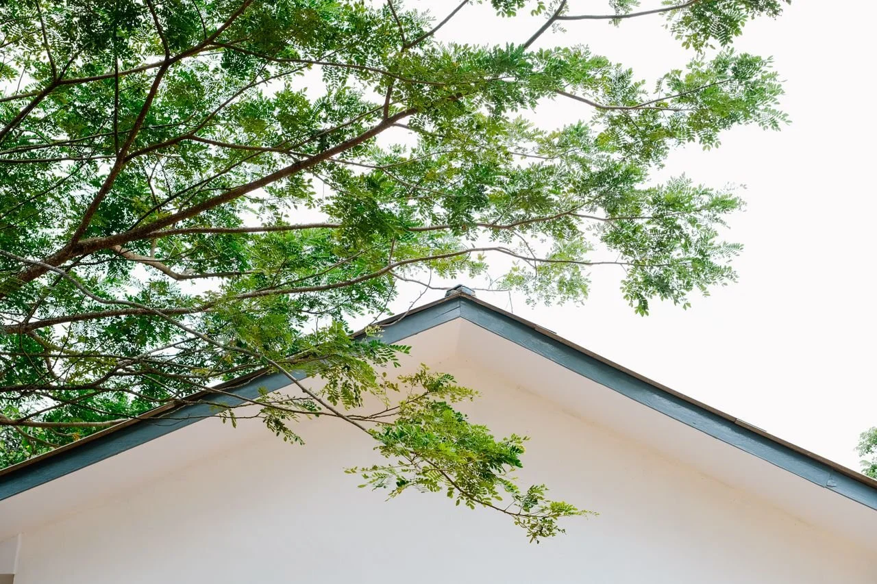 Tree Disease vs. Damage vs. Normal Shedding: What’s a Safety Risk?