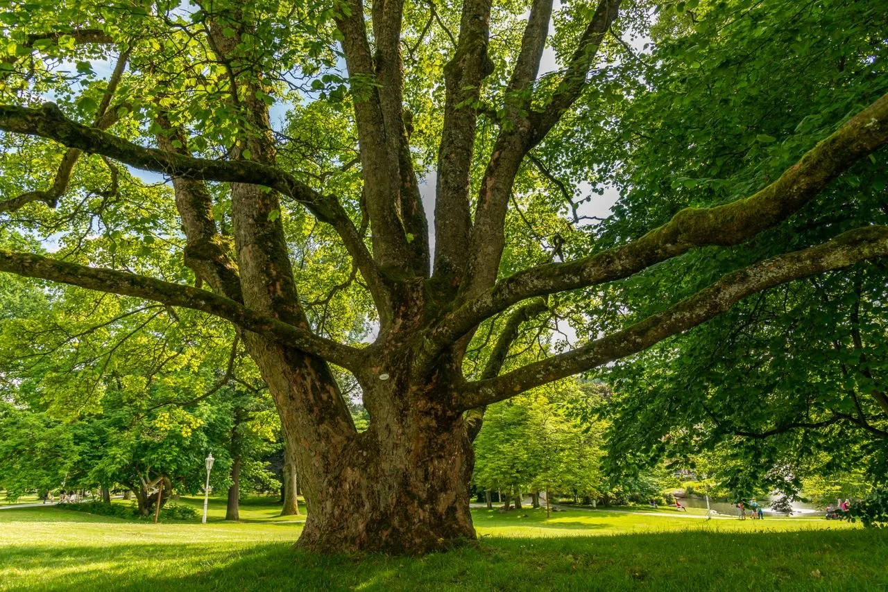 What Tree Hazard Assessment Reveals Before Summer Storms