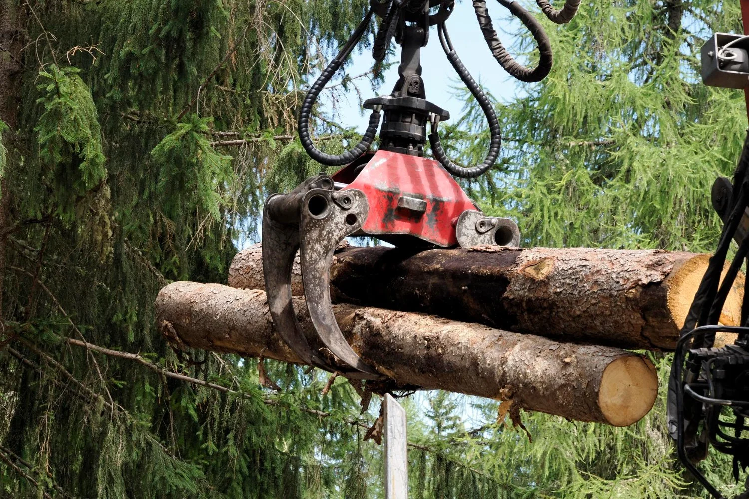 Crane Tree Removal in Media, PA: What Homeowners Should Expect