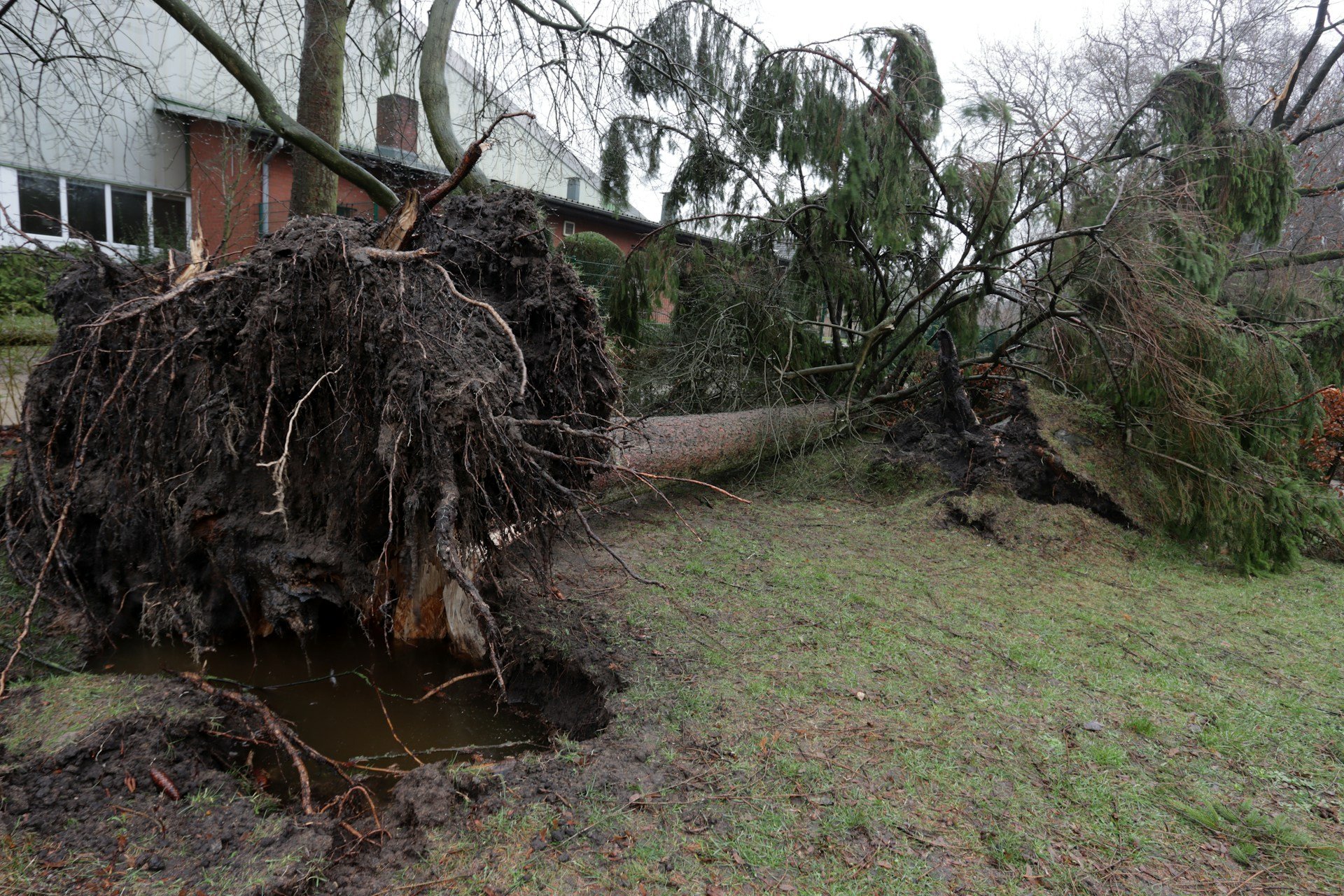 Insurance Questions When a Fallen Tree Damages a Neighbor’s Property